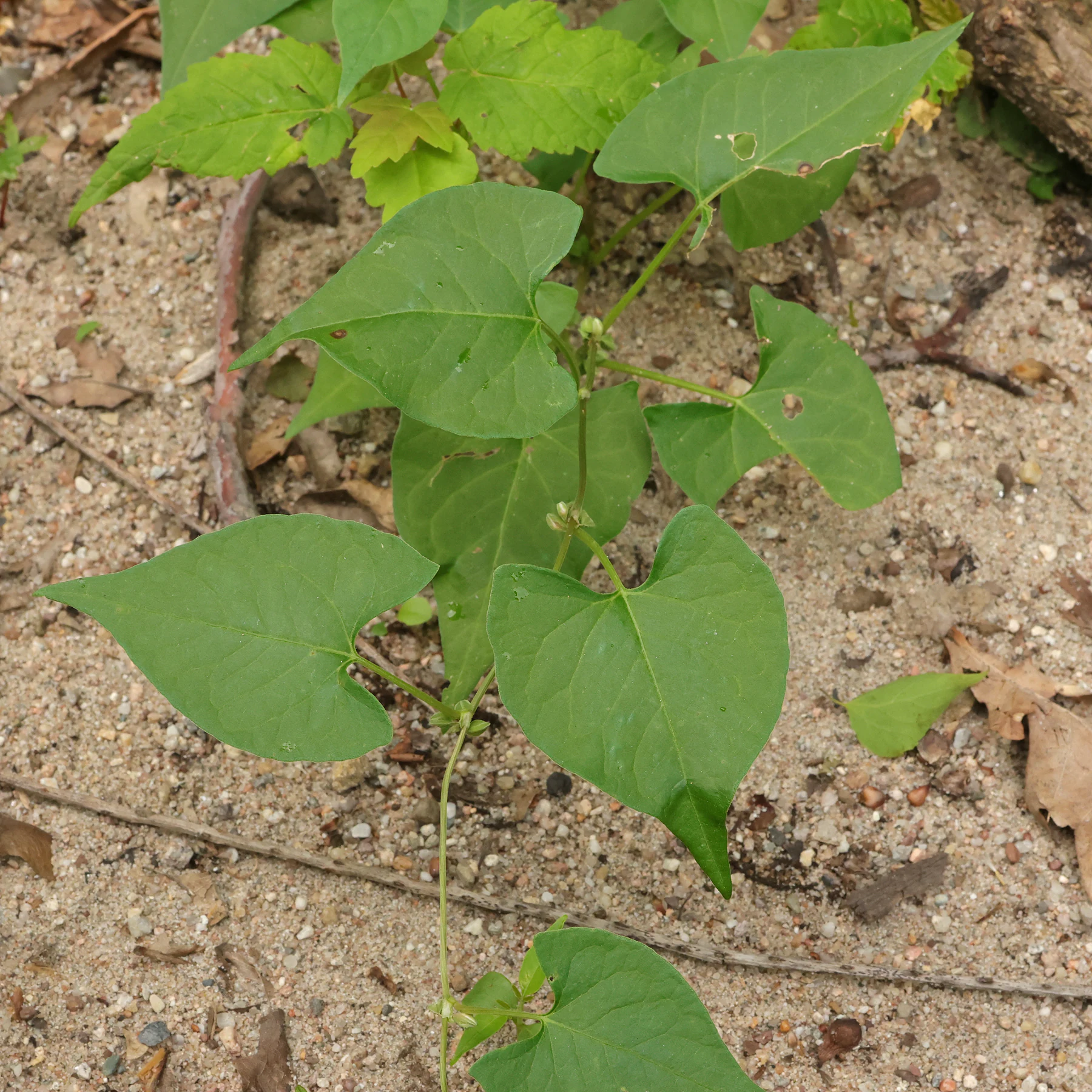 Windenknöterich in Sandkasten