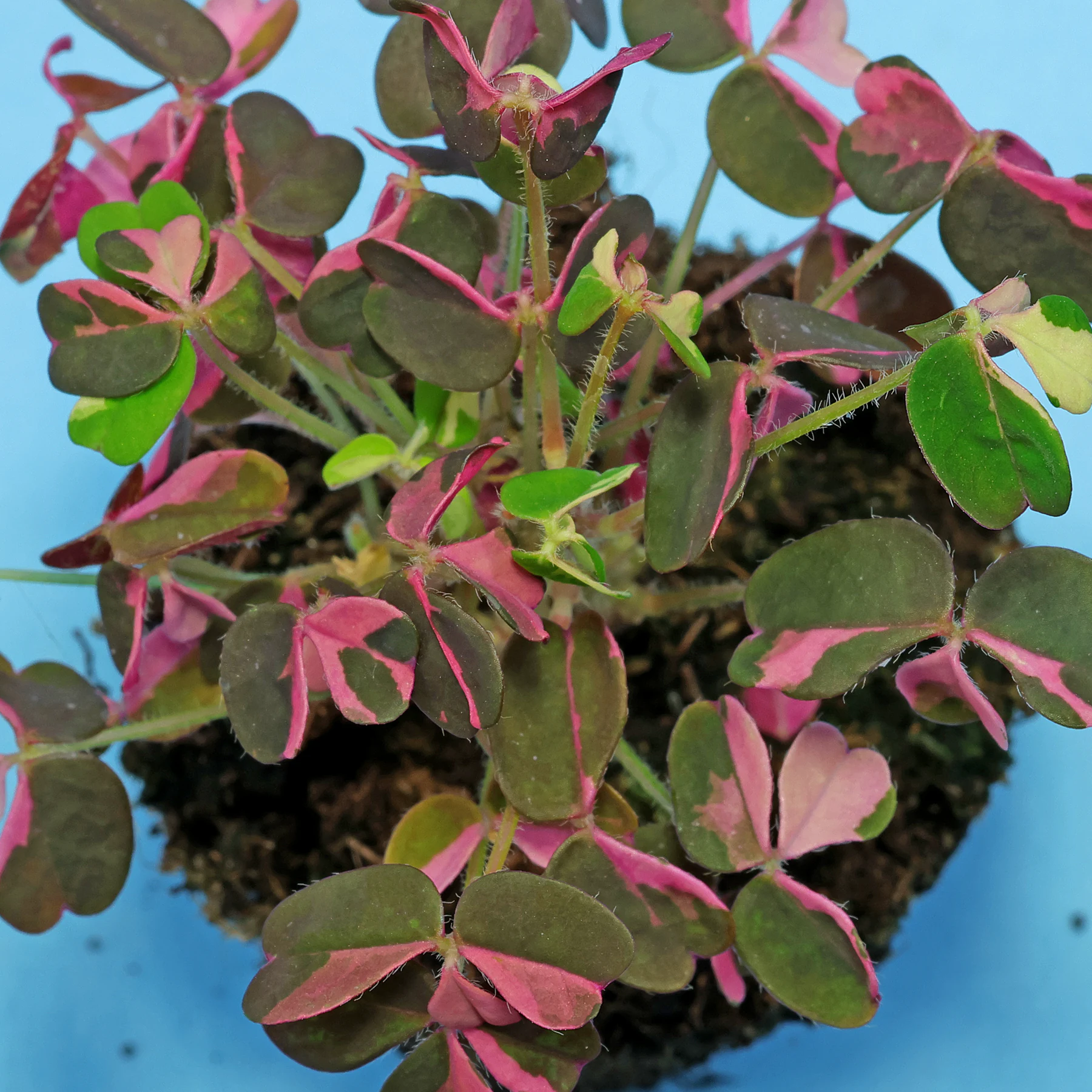 Oxalis vulcanicola Plum Crazy