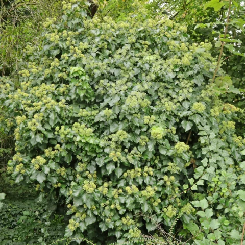 Blühendes Efeu im September