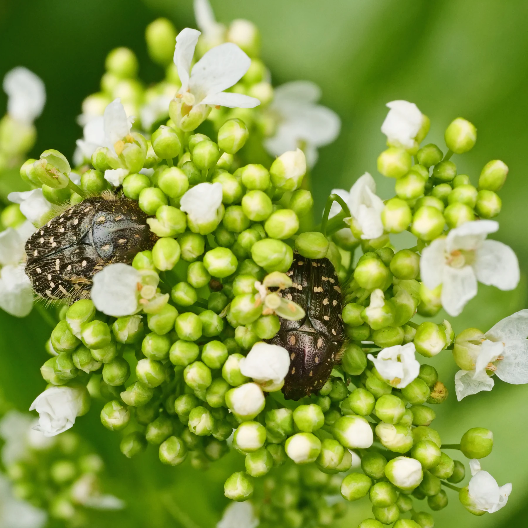 Oxythyrea funesta & Armoracia rusticana