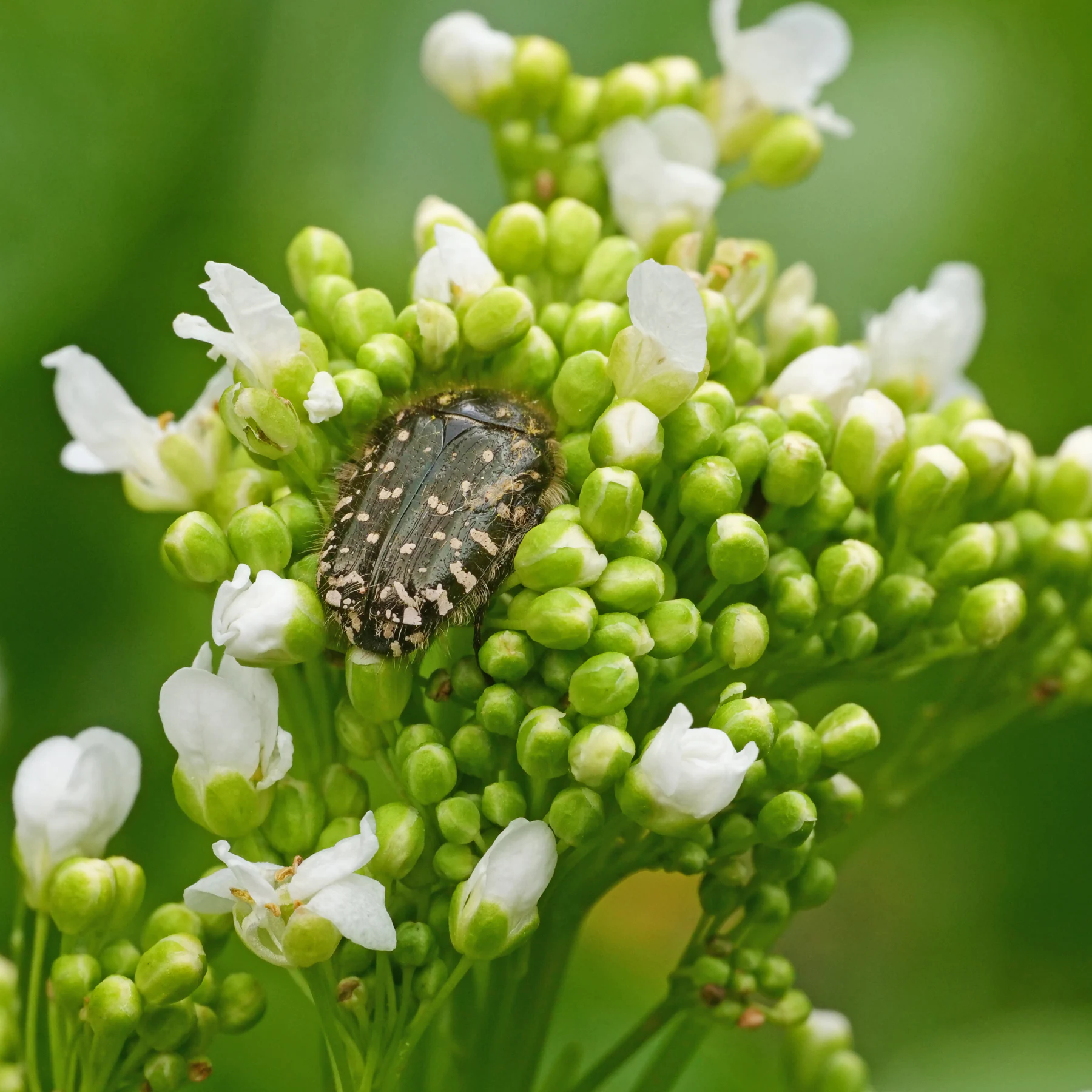 Trauer Rosenkäfer auf Meerrettich