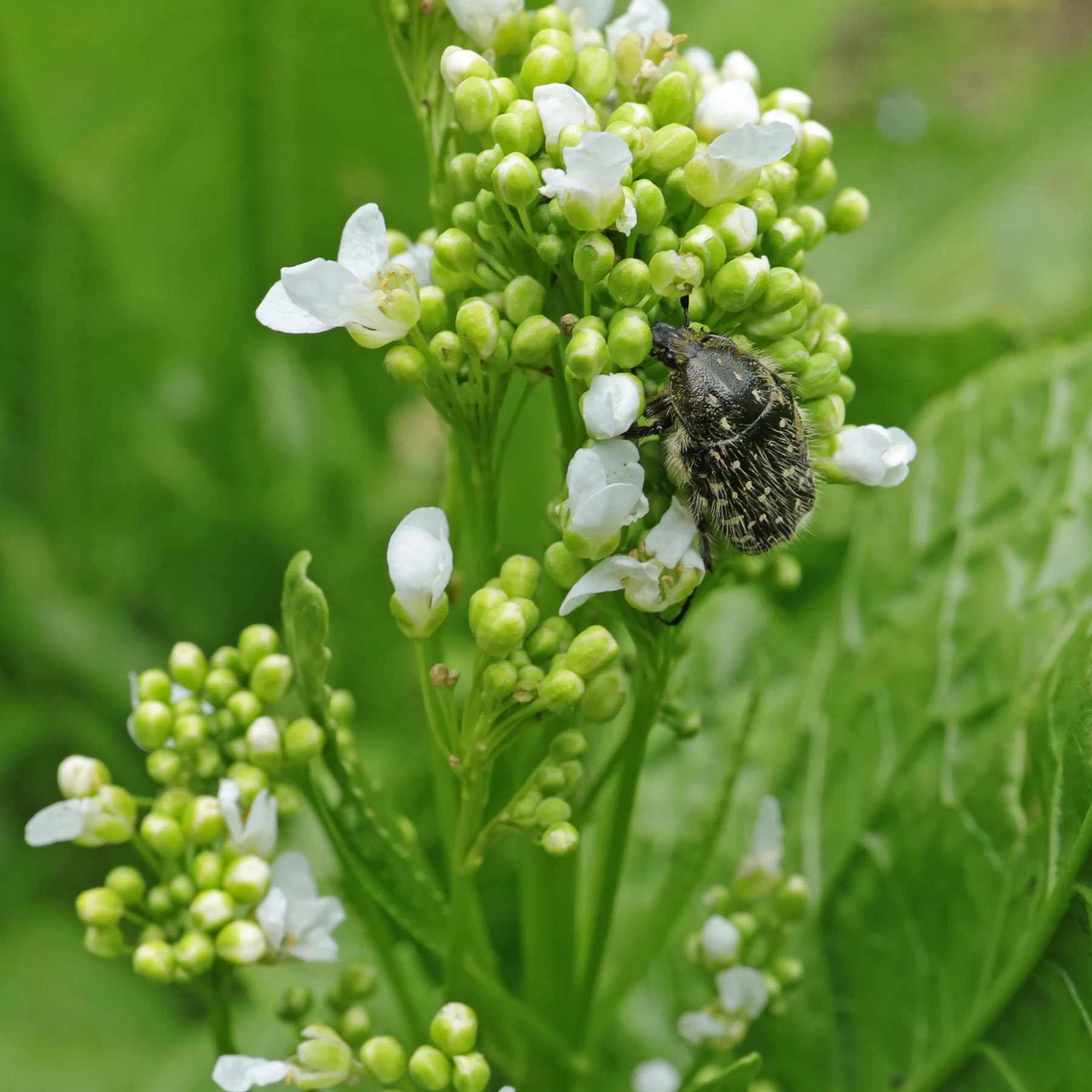 blühender Meerrettich und Trauer Rosenkäfer