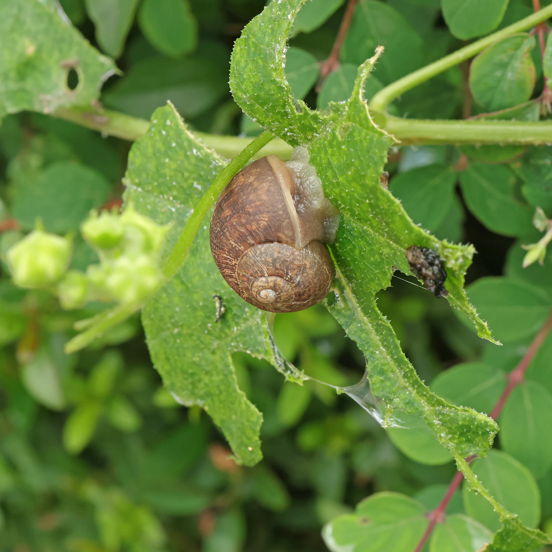 Cornu aspersum & Bryonia dioica