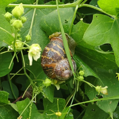 Gefleckte Weinbergschnecke & Zaunrübe