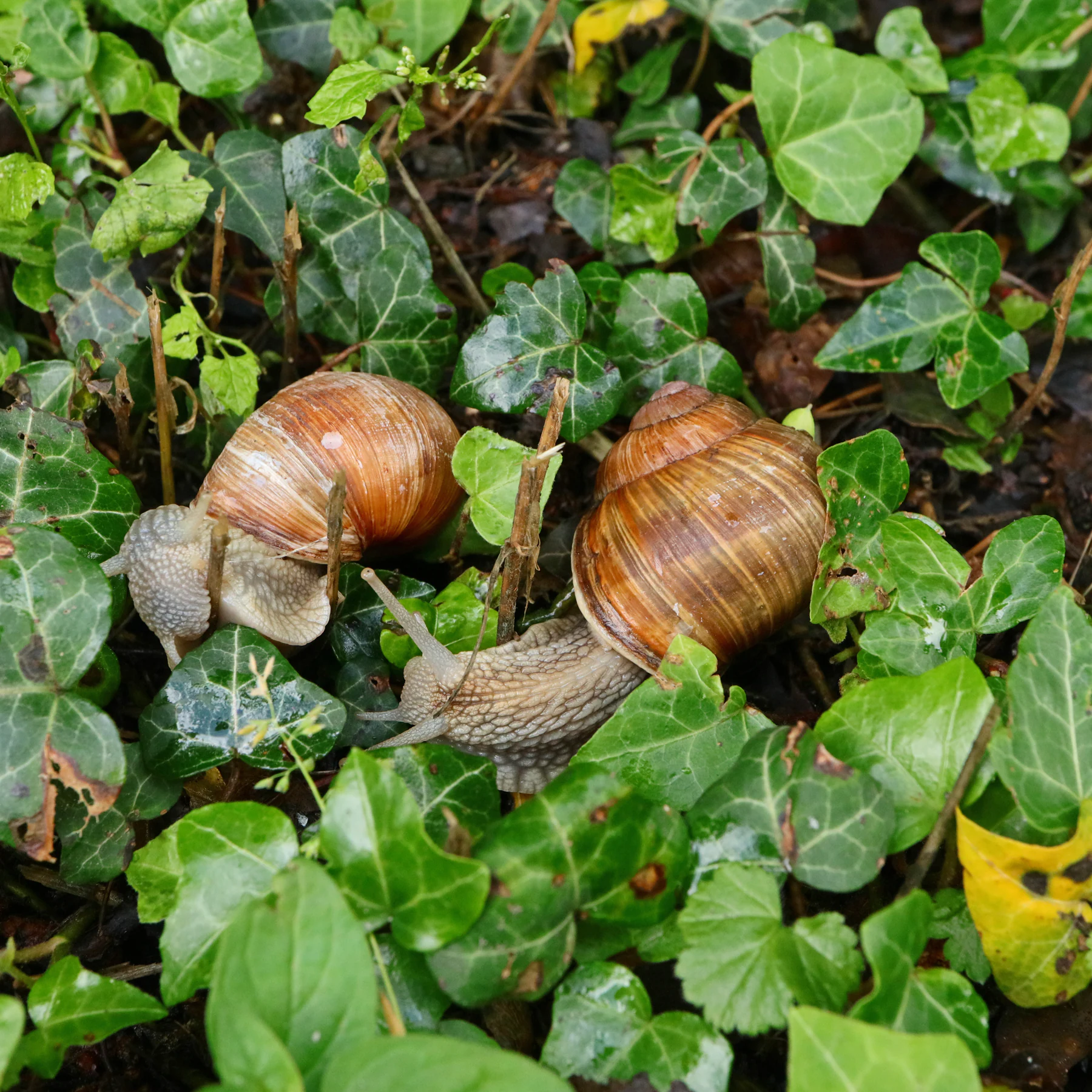 Hedera helix & Helix pomatia