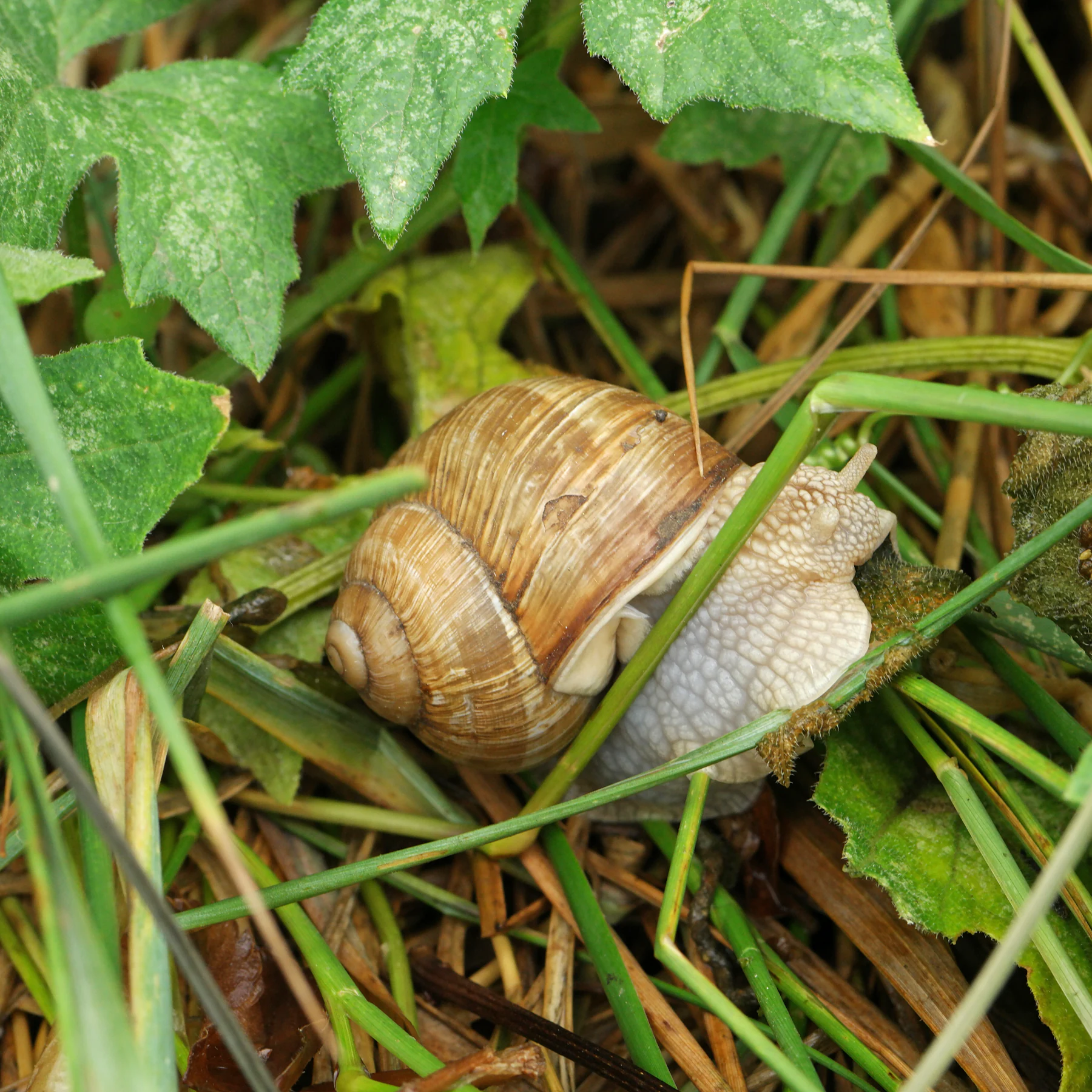 Weinbergschnecke & Zaunrübe