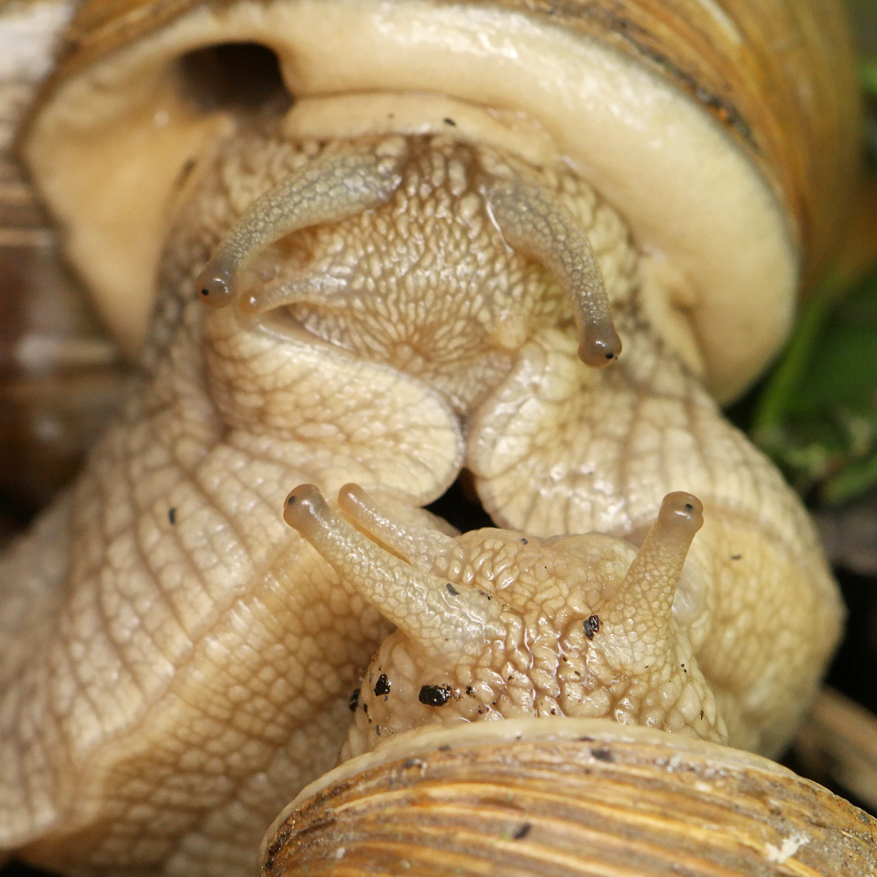 Weinbergschnecken Augen
