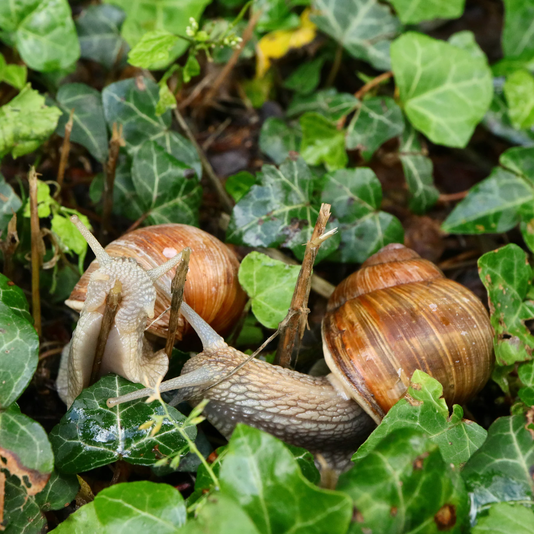 Weinbergschnecken & Efeu