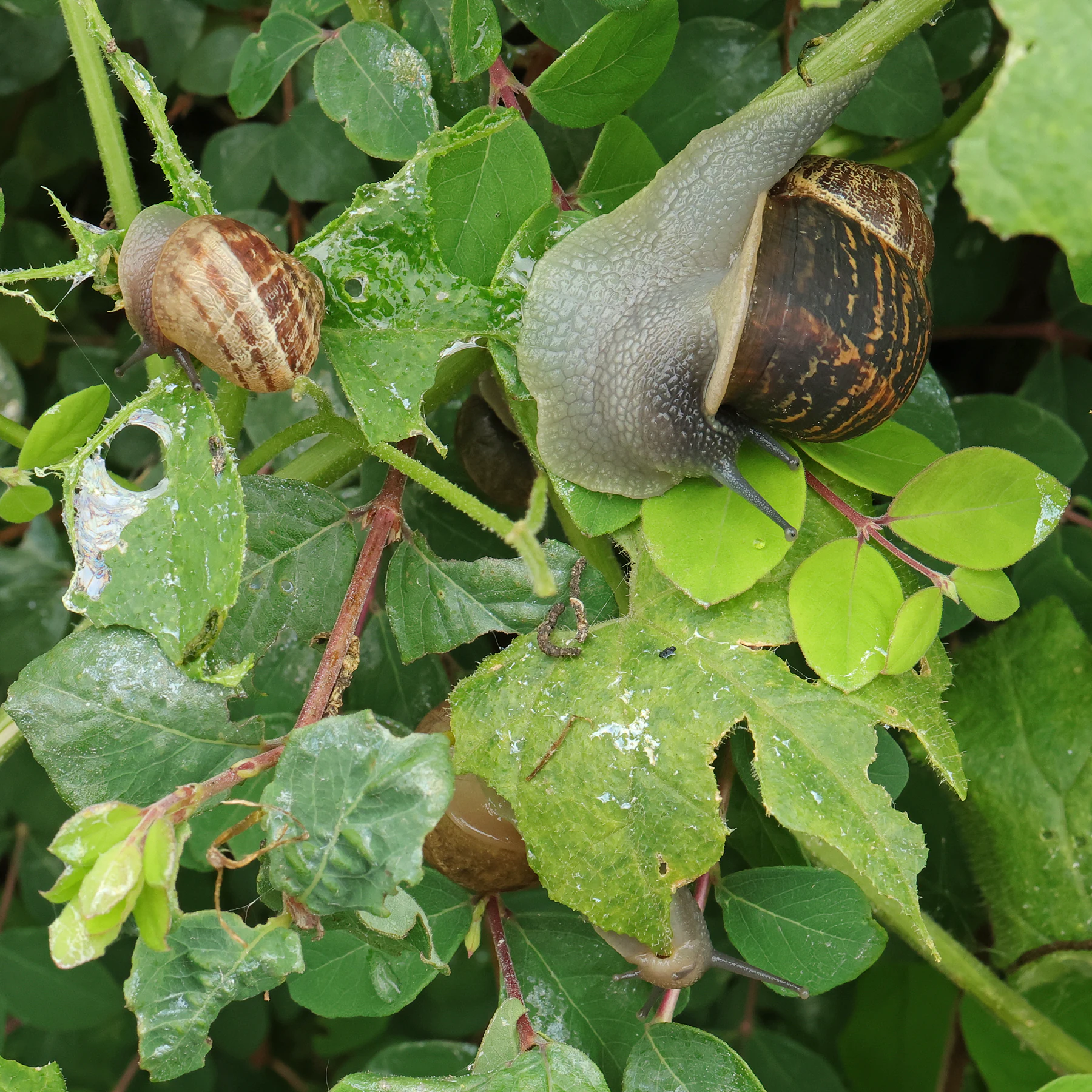 Weinbergschnecken fressen Zaunrübe