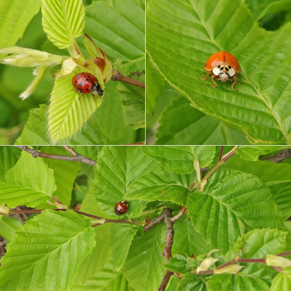 Carpinus betulus & Harmonia axyridis