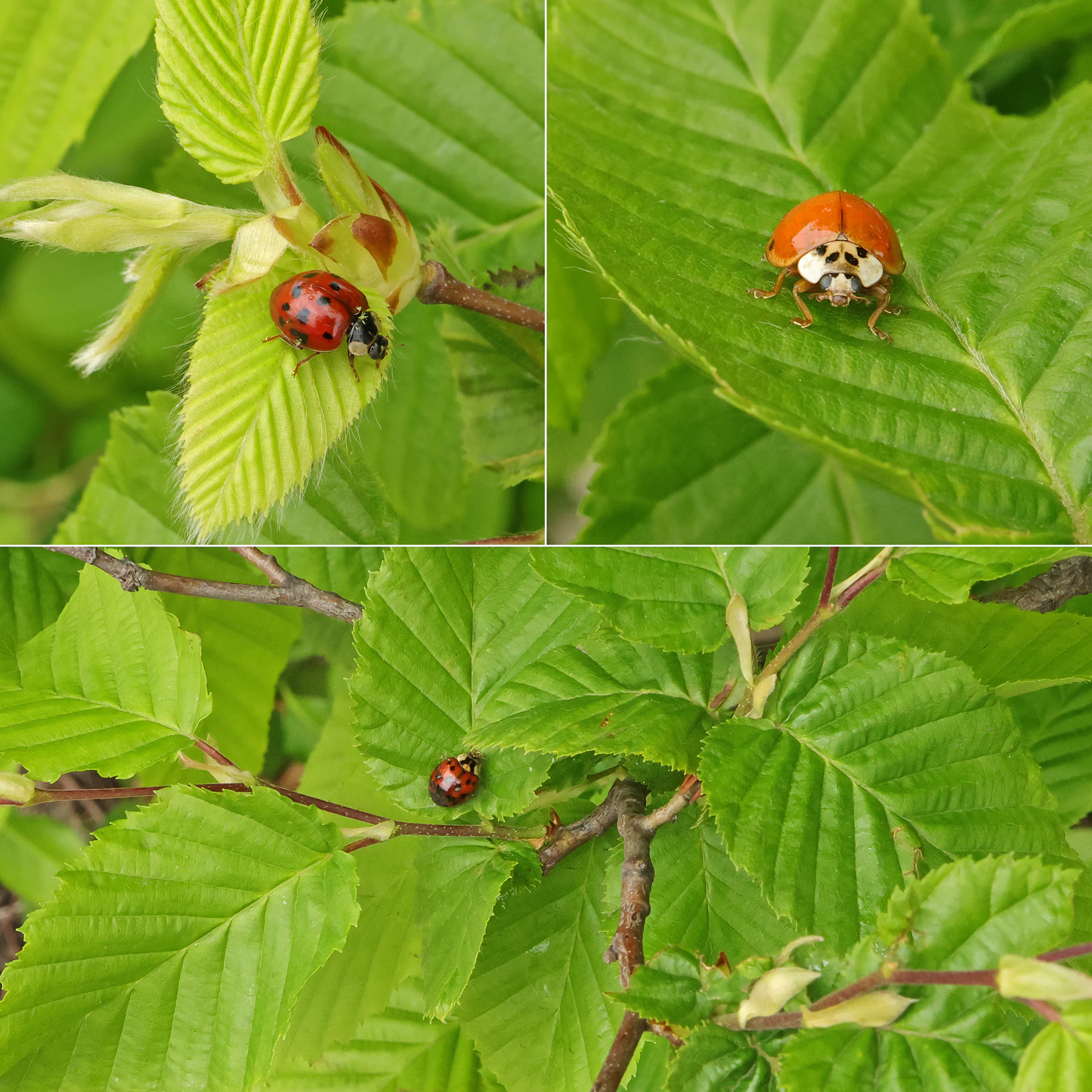 Carpinus betulus & Harmonia axyridis