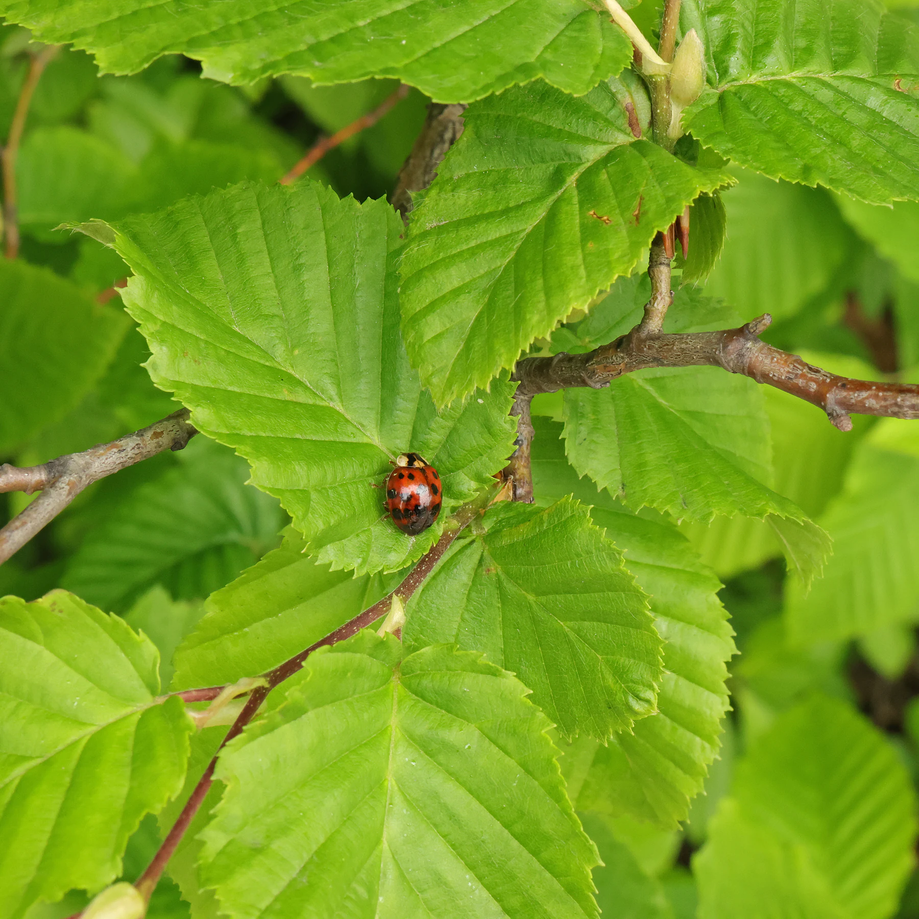 Hainbuche & Asiatischer Marienkäfer