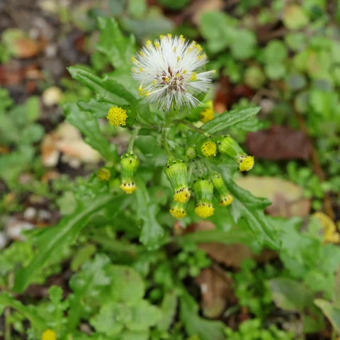 Gewöhnliches Greiskraut