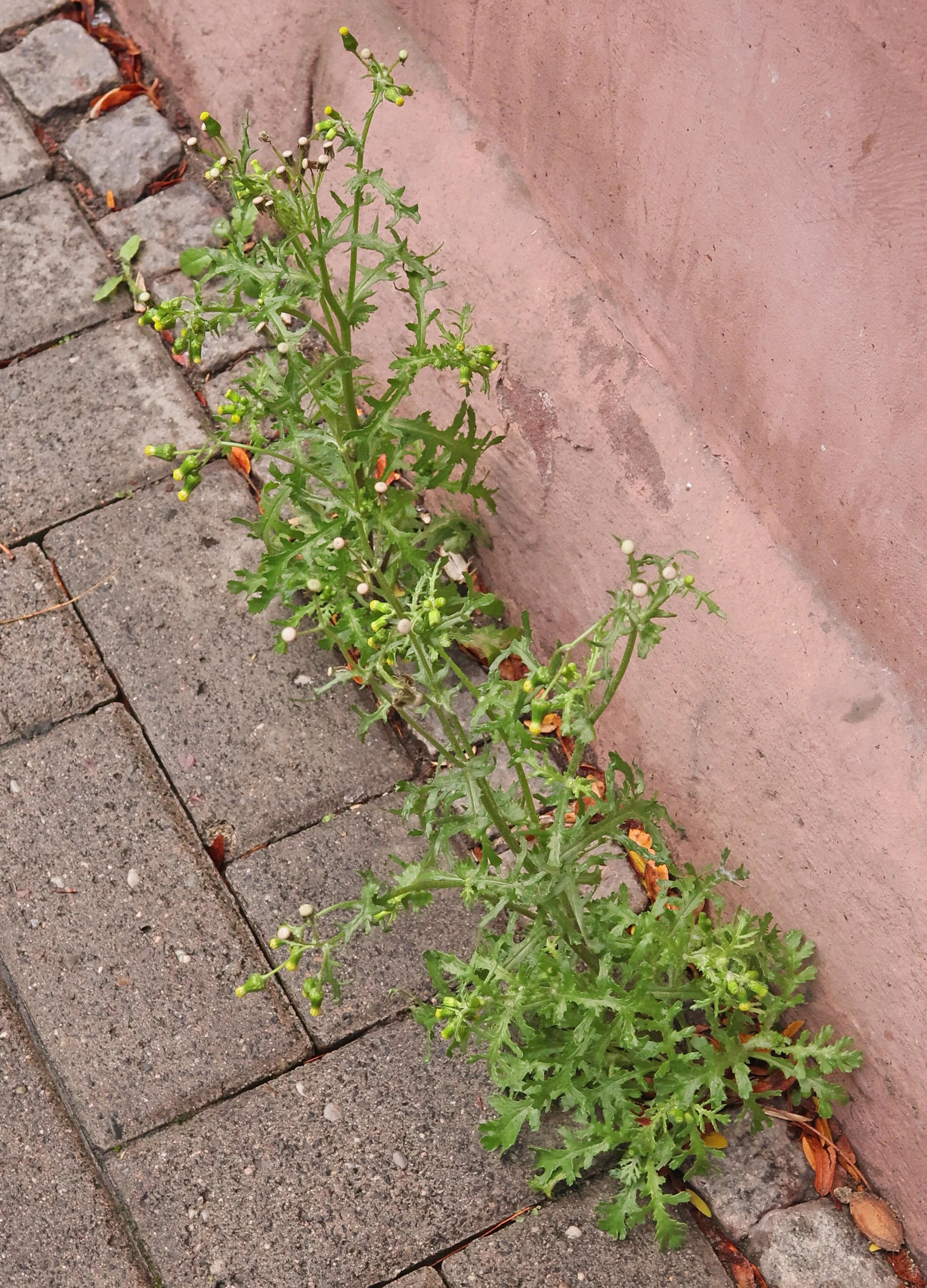 Gewöhnliches Greiskraut vor Hauswand