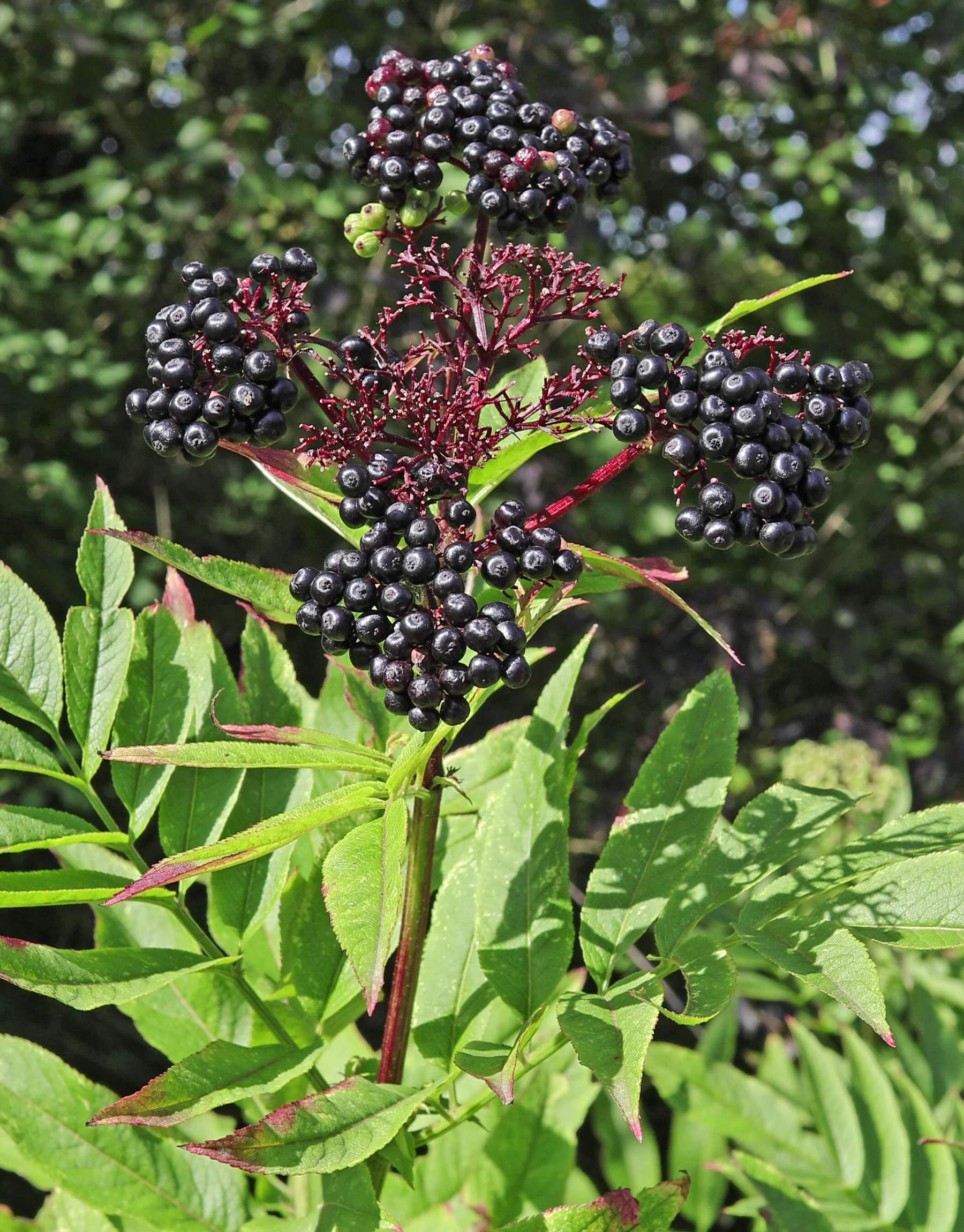 Giftiger Holunder Beeren