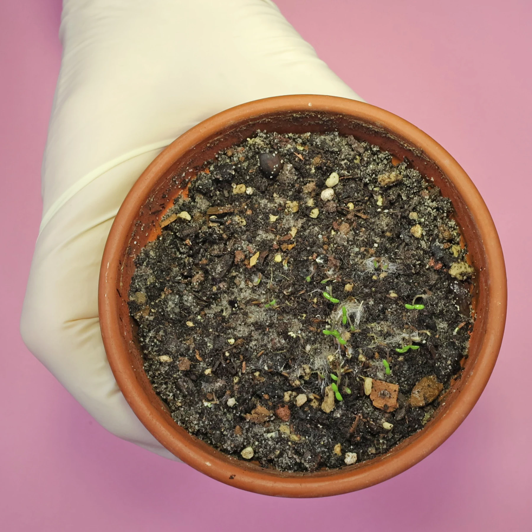 Greiskraut Samen keimen