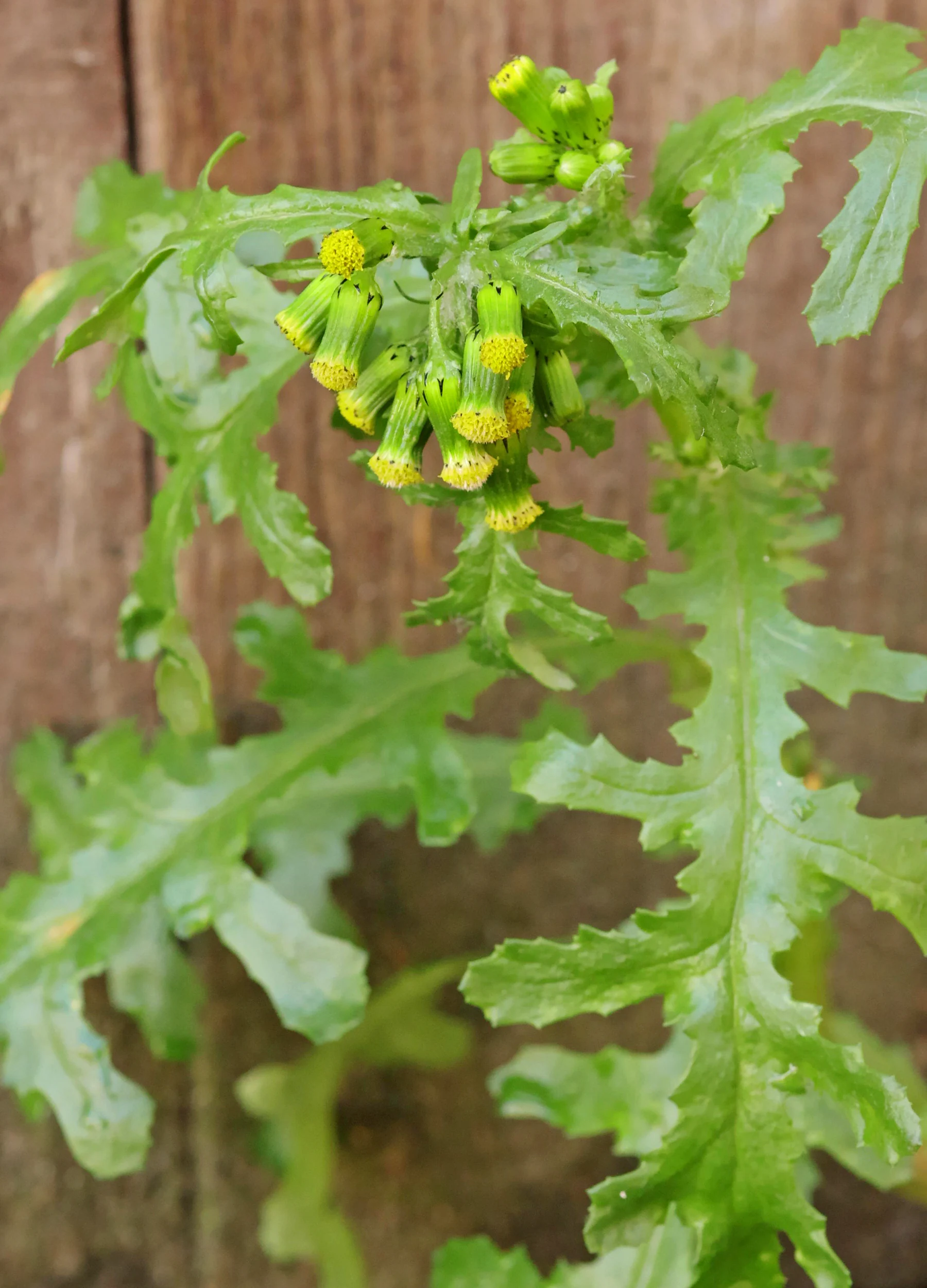 Greiskraut vor Bauzaun