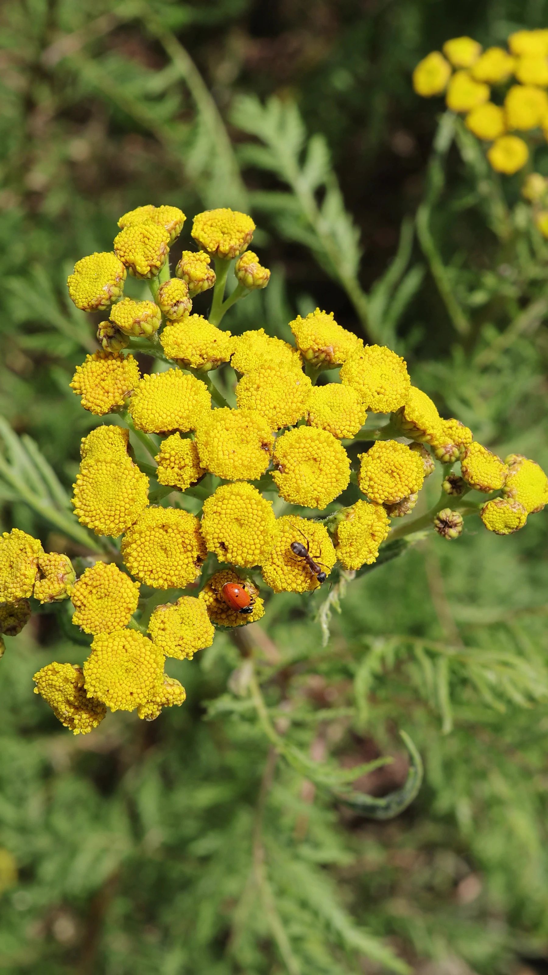 Rainfarn Marienkäfer Ameise