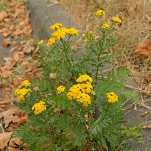 Rainfarn ist kein Farn