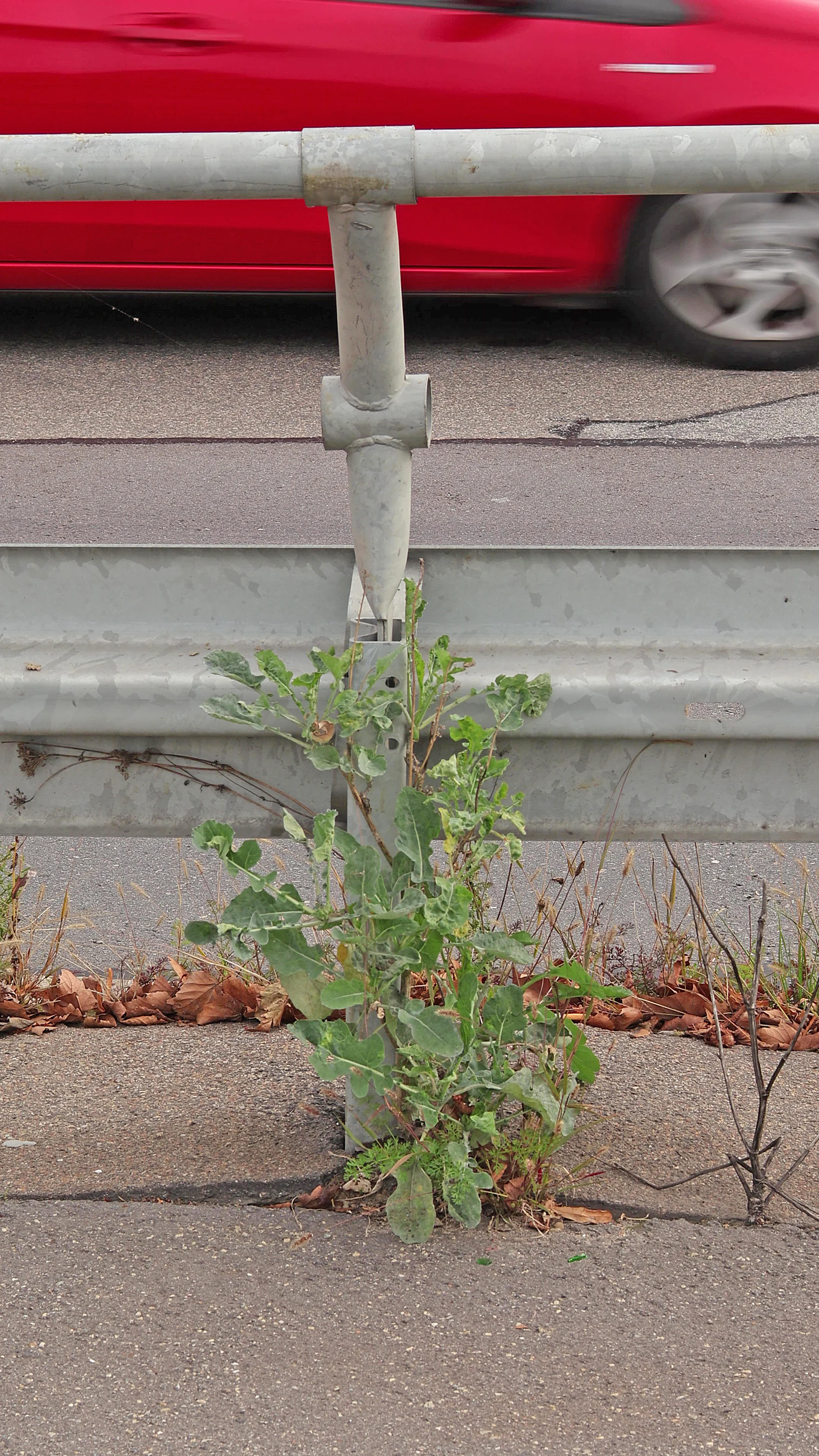 Raps am Straßenrand