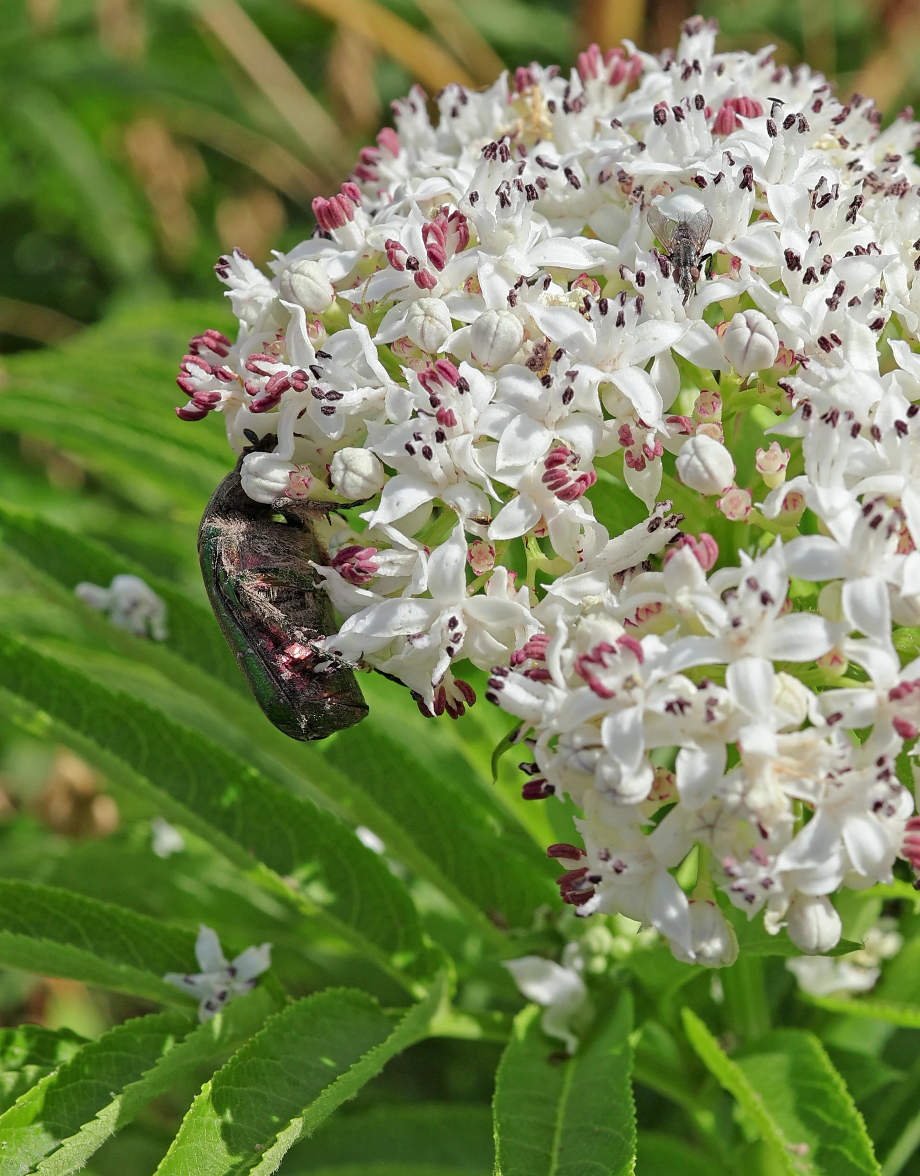 Sambucus ebulus Rosenkäfer