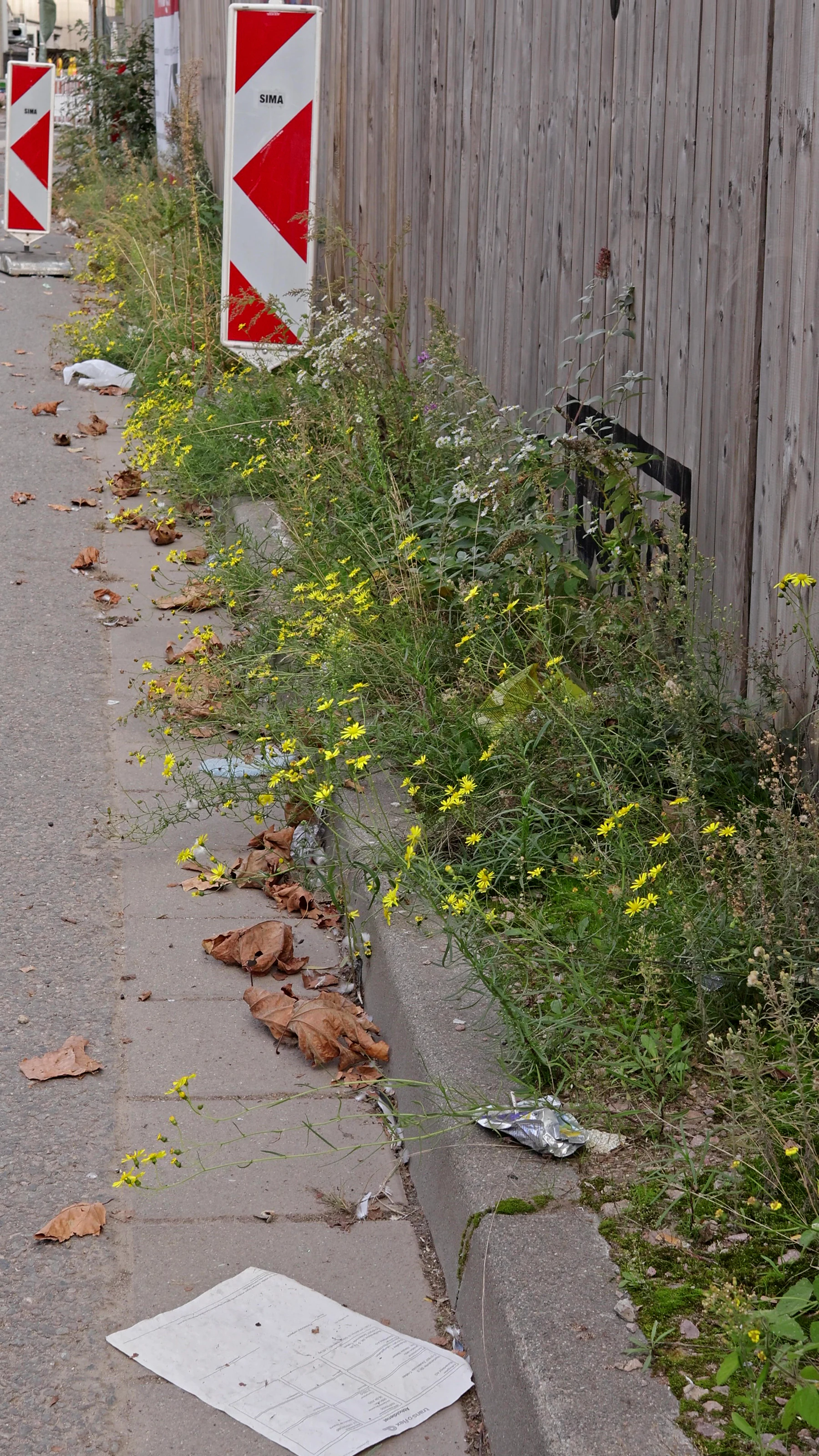 Schmalblättriges Greiskraut am Straßenrand