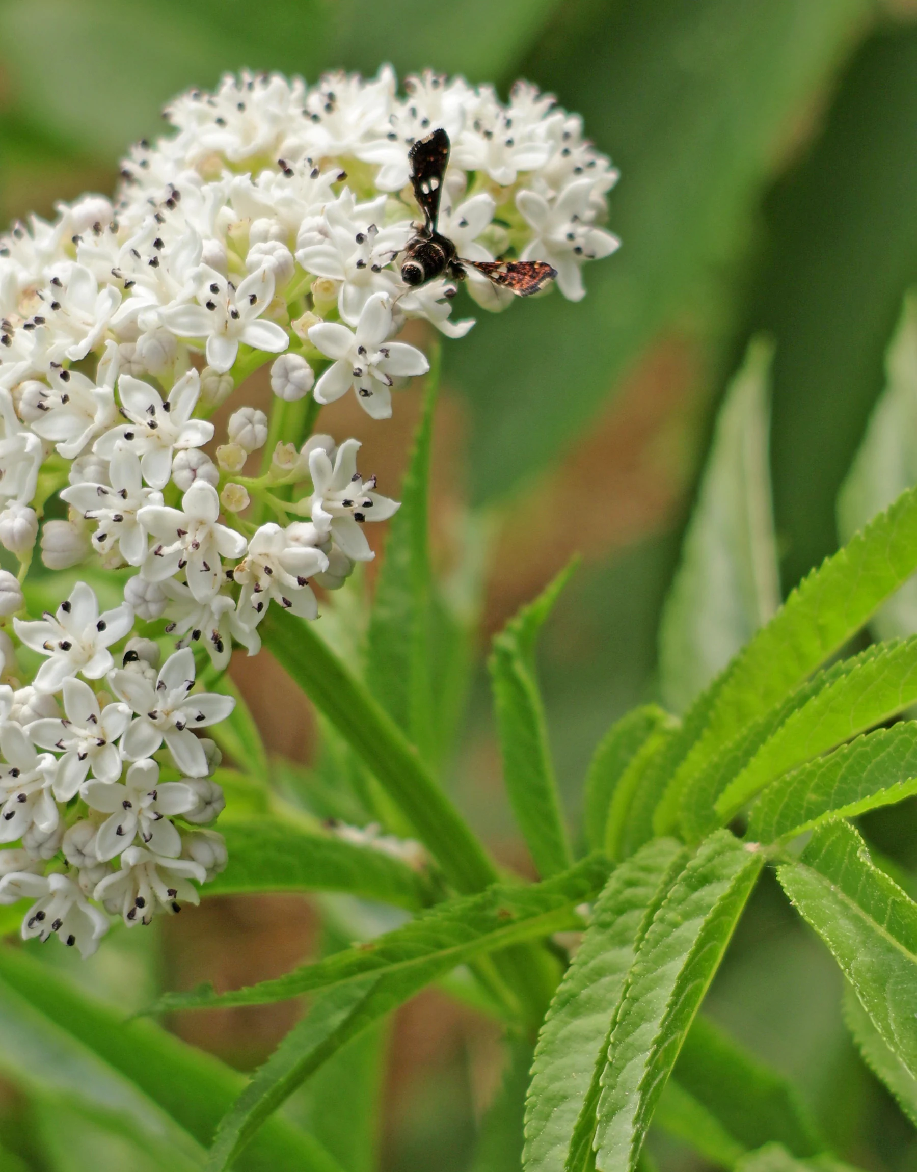 Waldreben Fensterfleckchen Thyris fenestrella