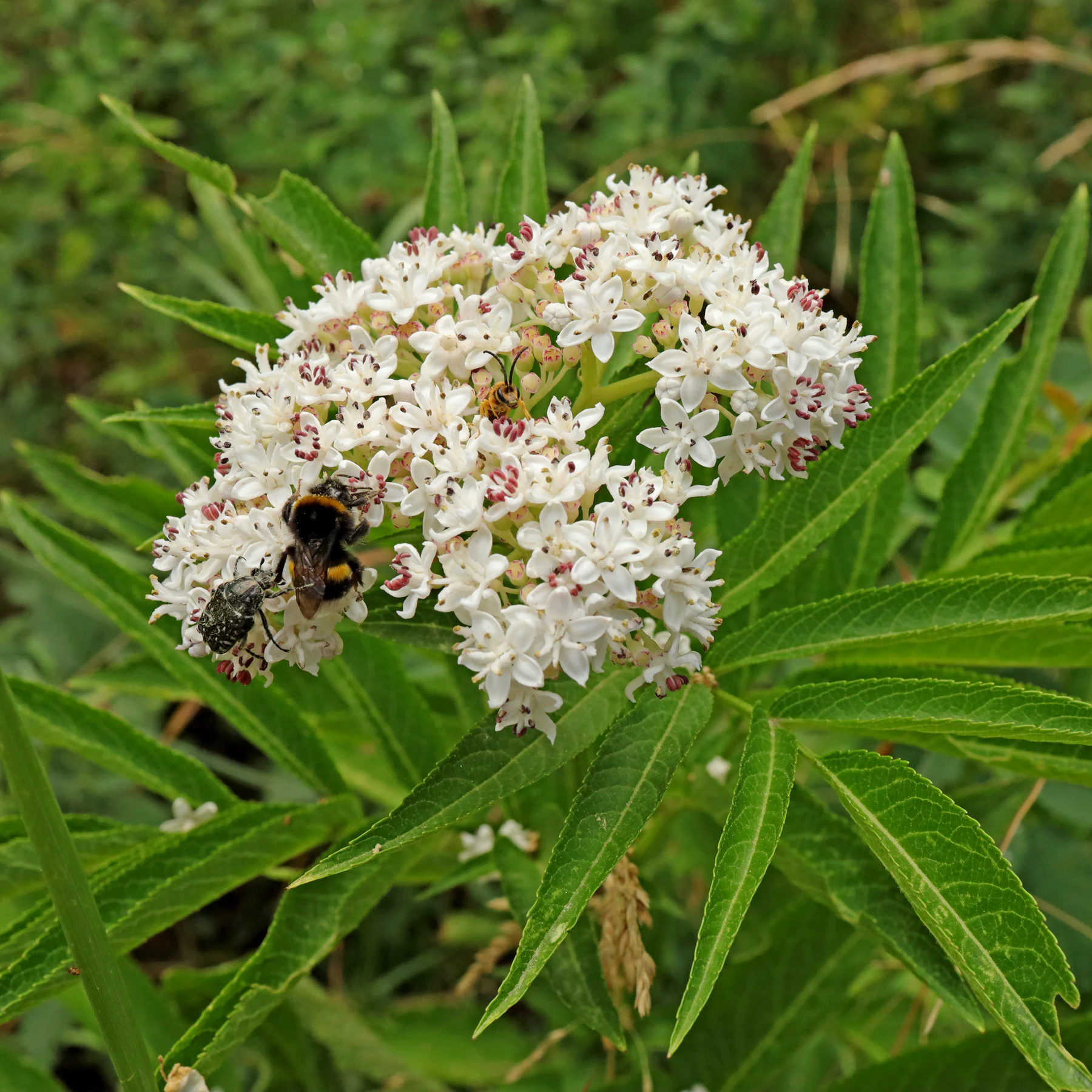 Zwerg Holunder Sambucus ebulus