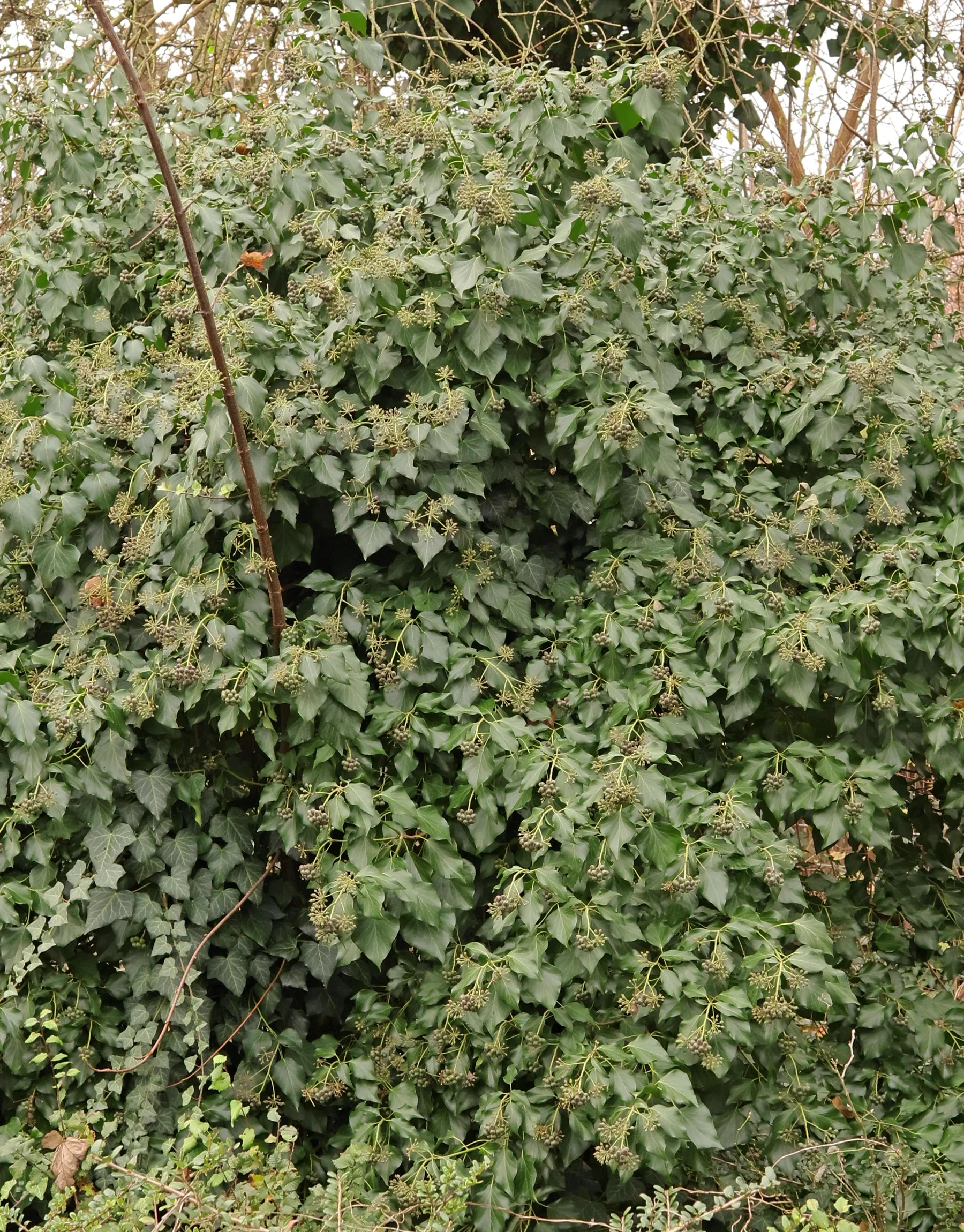 Adulter strauchförmiger Efeu