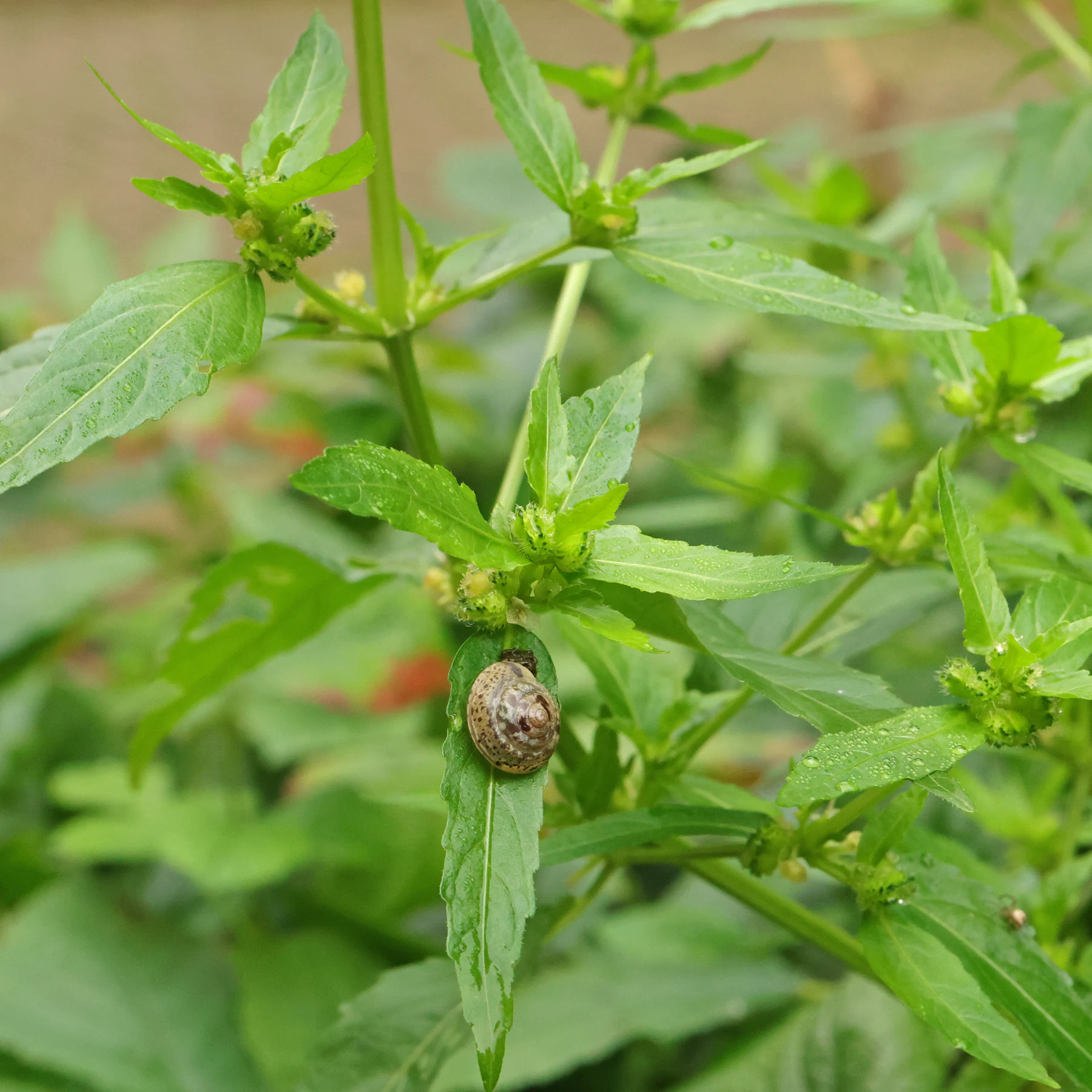 Bingelkraut & Kantige Laubschnecke
