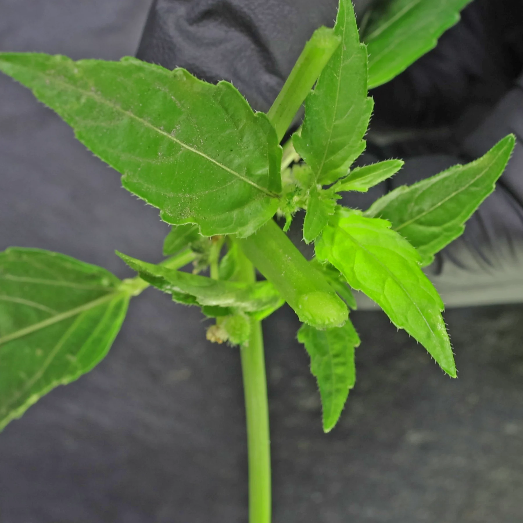 Bingelkraut Pflanzensaft