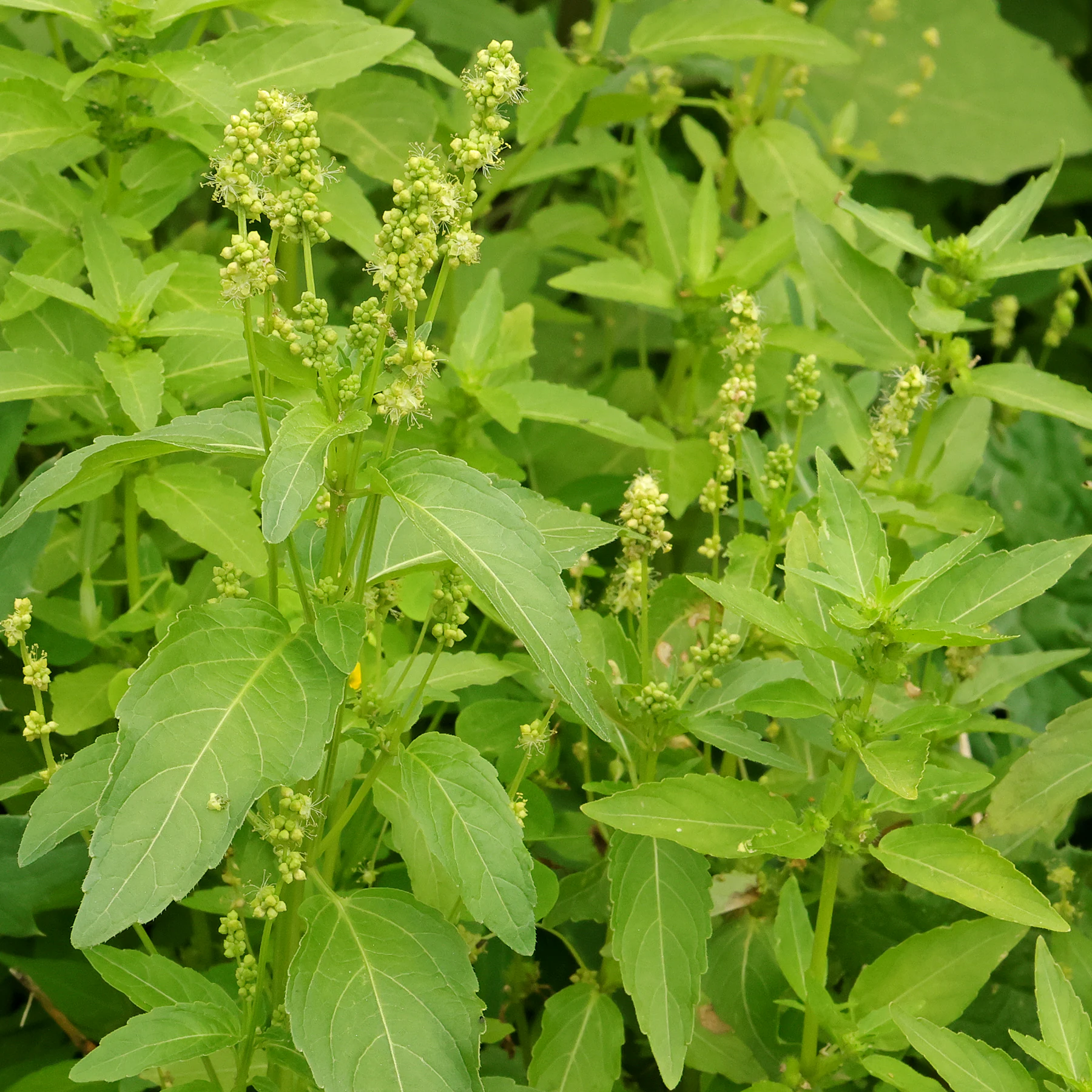 Bingelkraut männliche Pflanzen