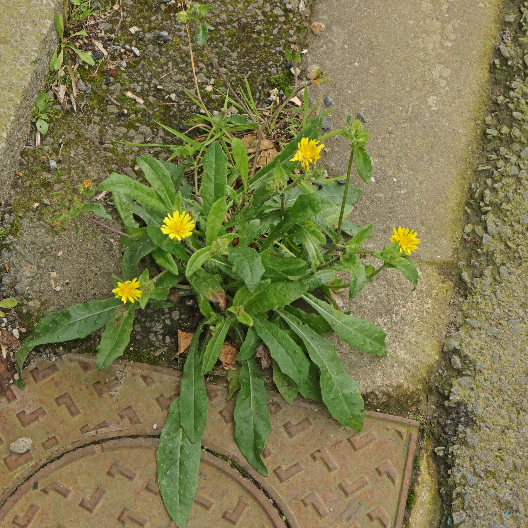 Bitterkraut am Wegrand Bretagne