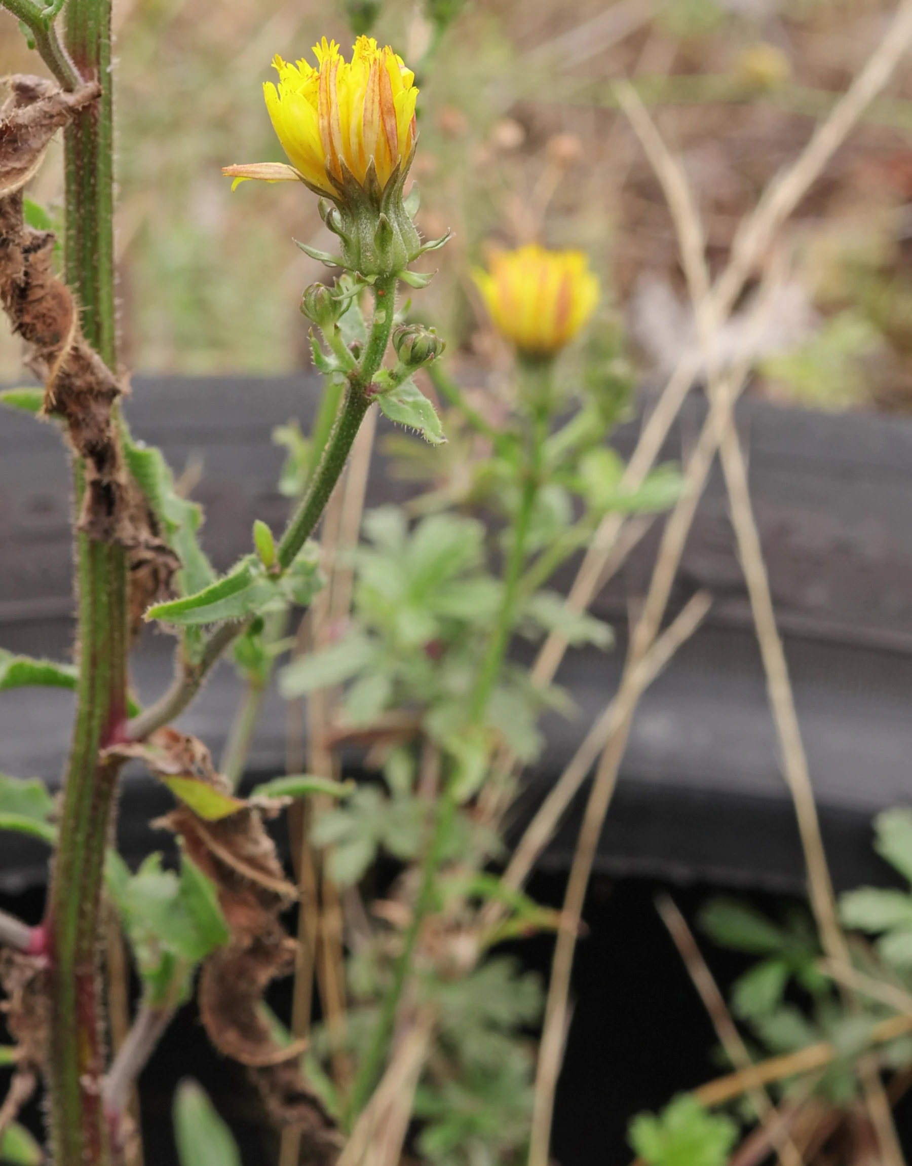 Bitterkraut in Industriebrache
