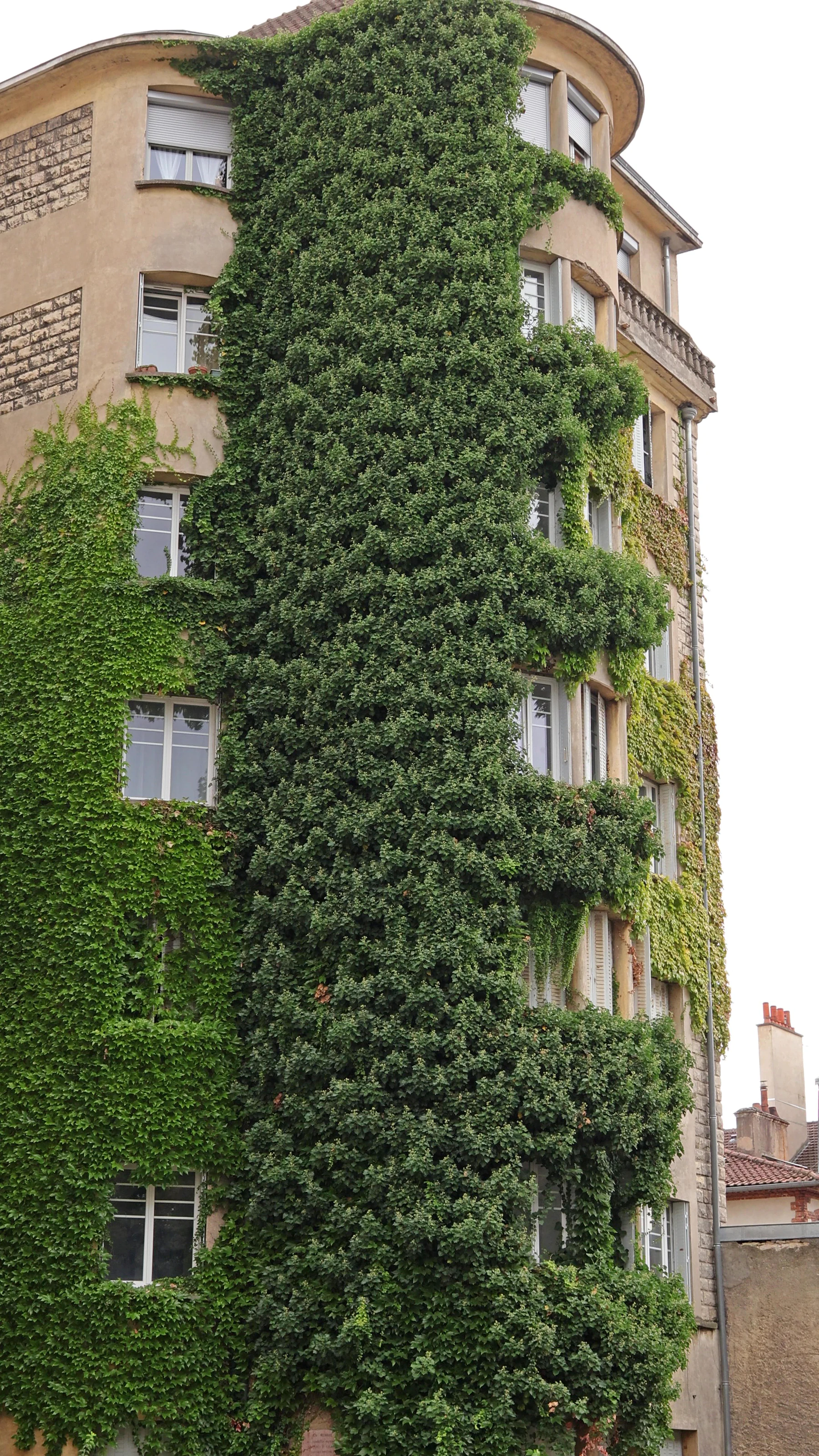 Efeu Fasadenbegrünung