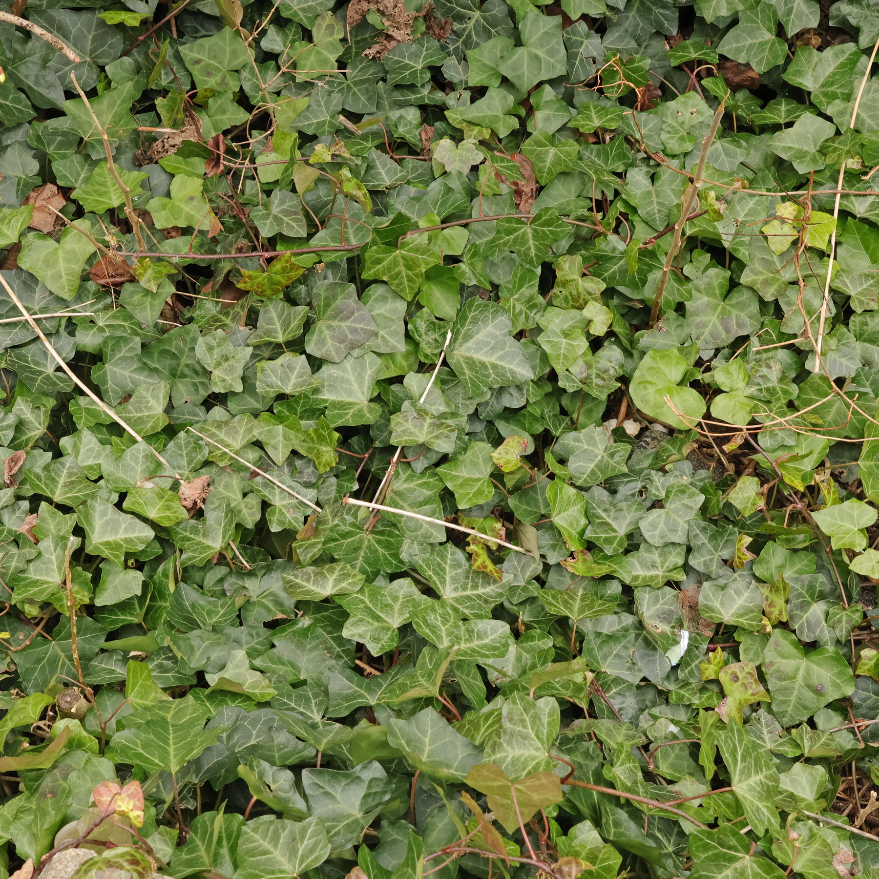 Efeu als Bodendecker