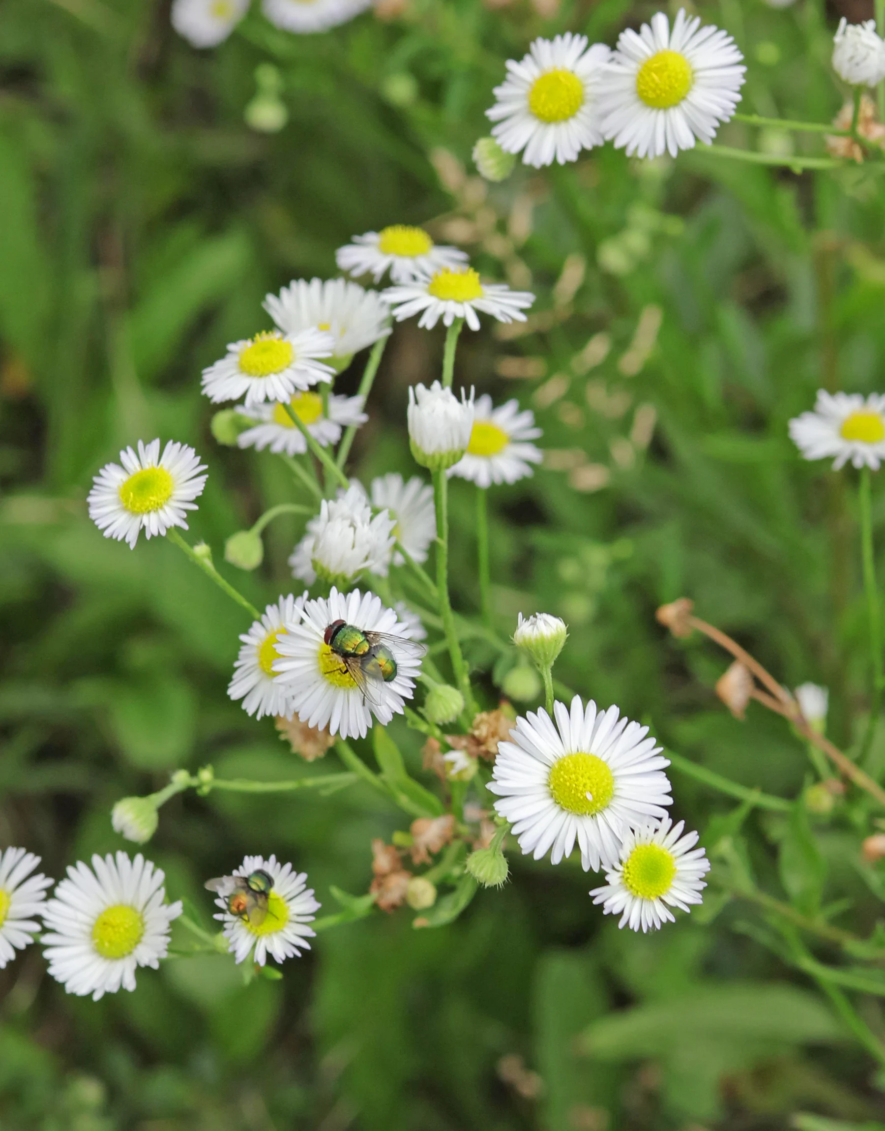 Einjähriges Berufkraut Fliegen