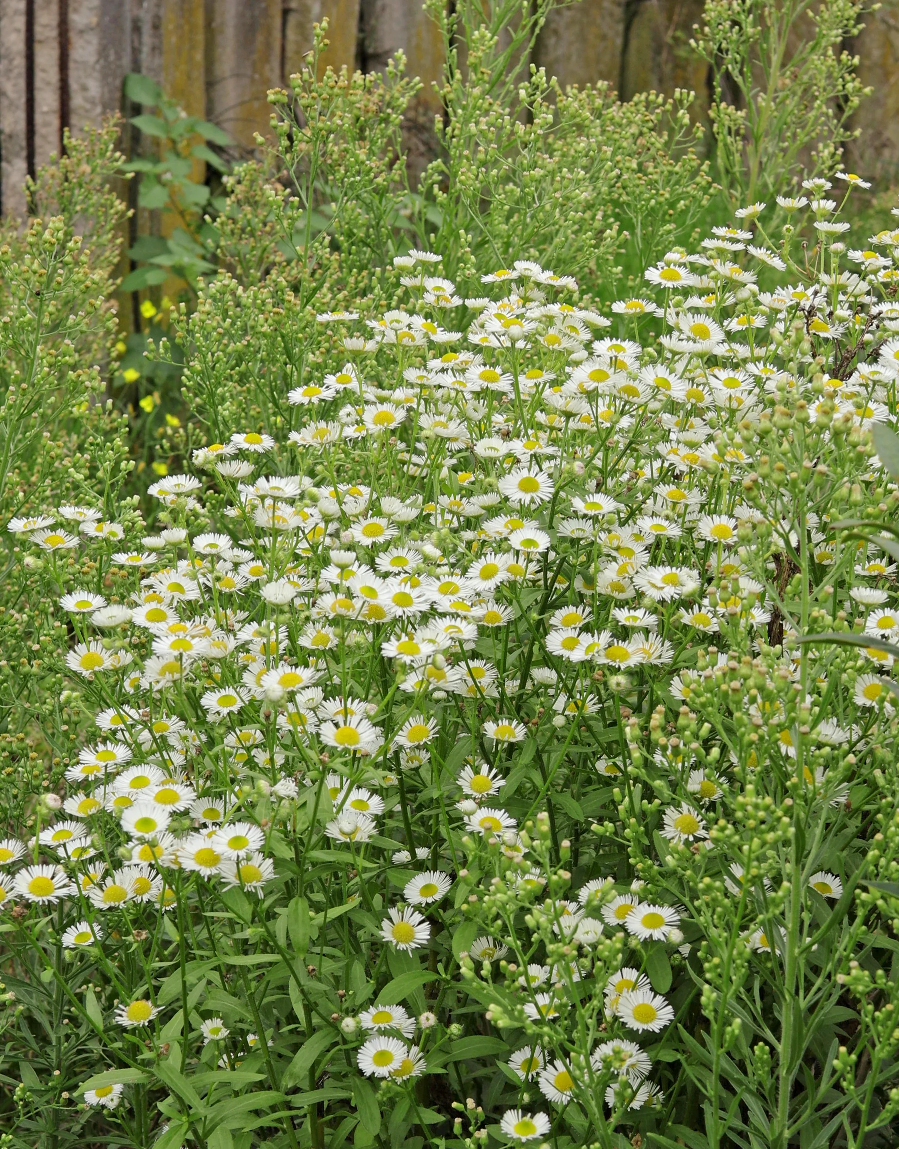 Erigeron annuus & Erigeron canadensis