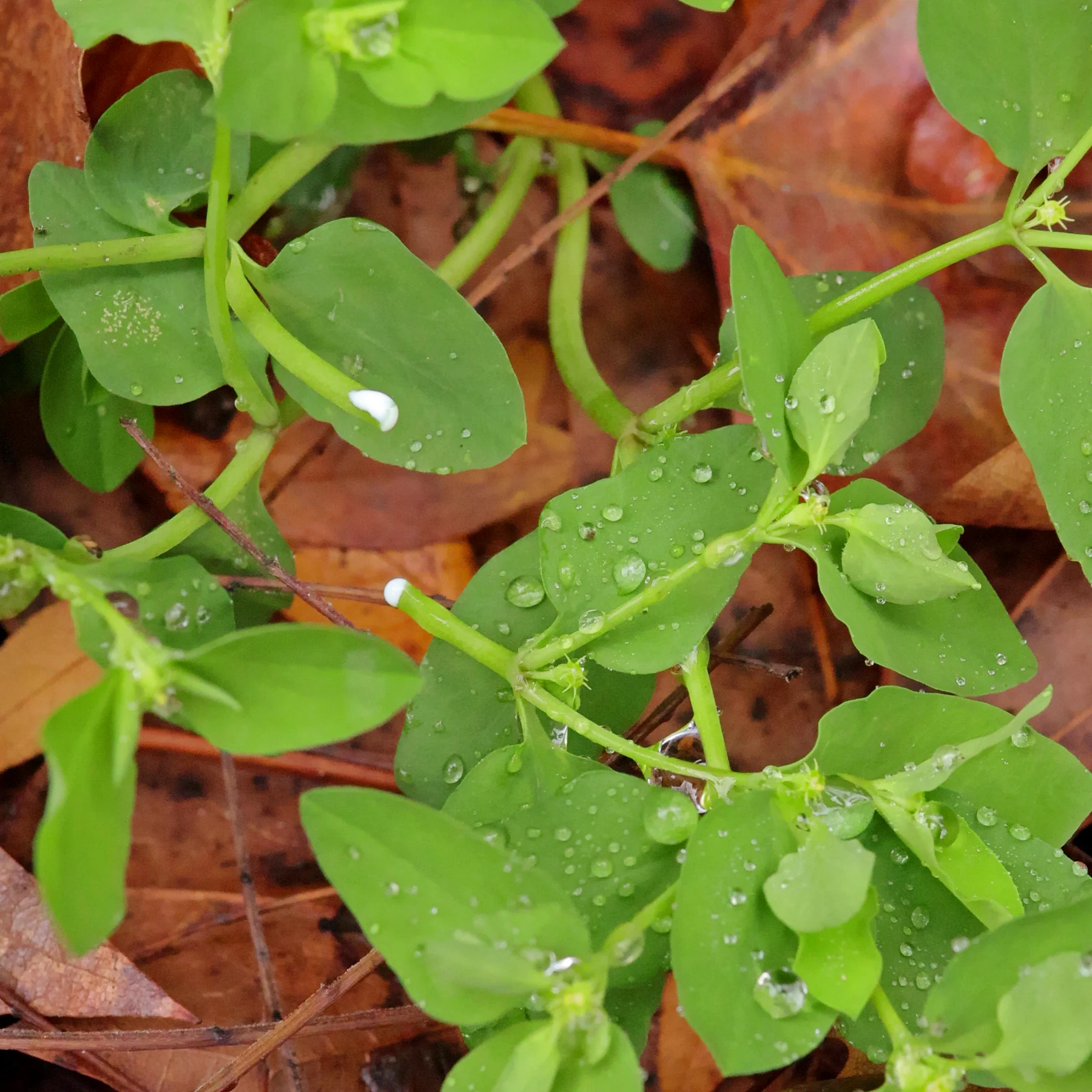 Euphorbia peplus Milchsaft