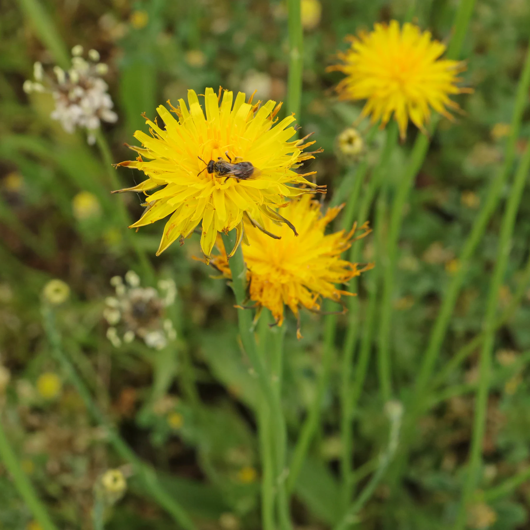 Ferkelkraut Hypochaeris radicata