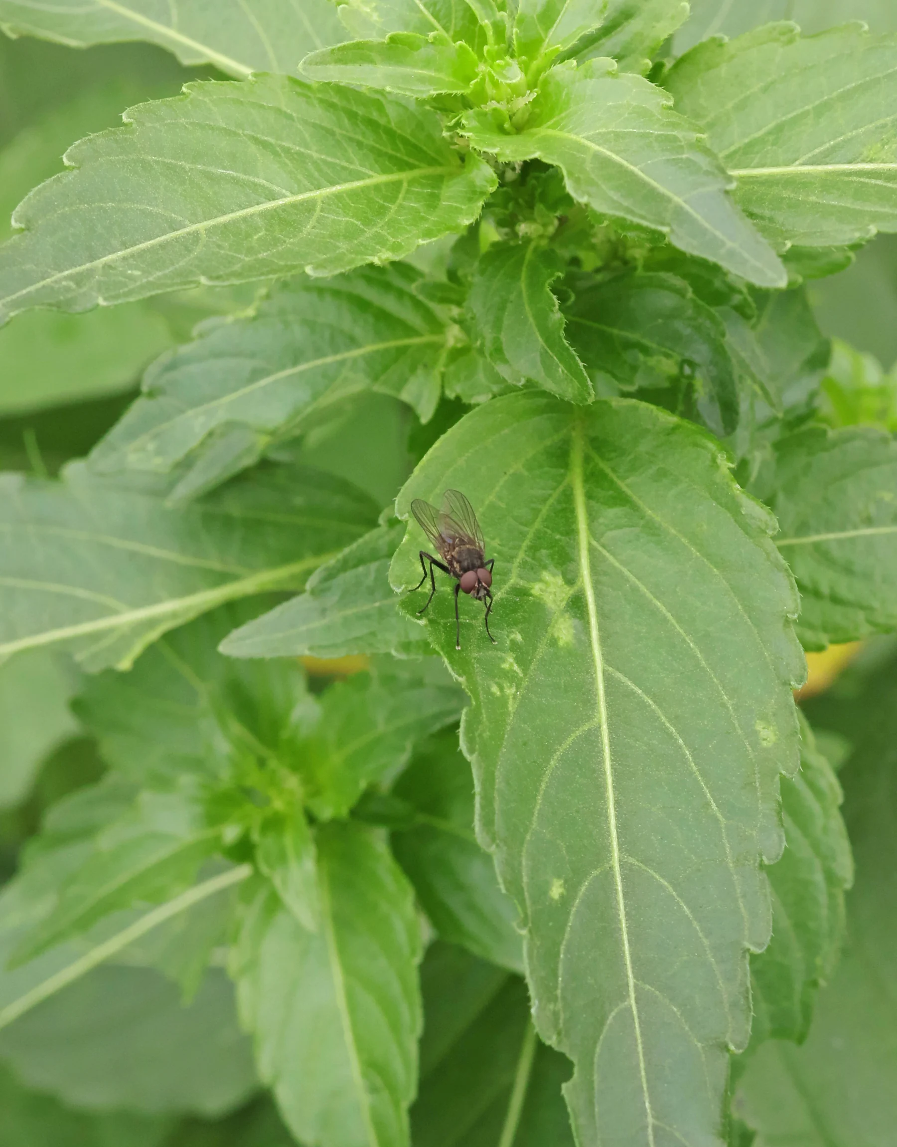 Fliege auf Bingelkraut
