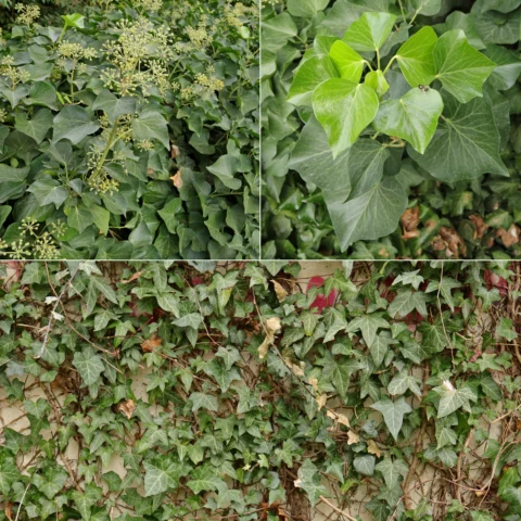 Hedera helix Efeu
