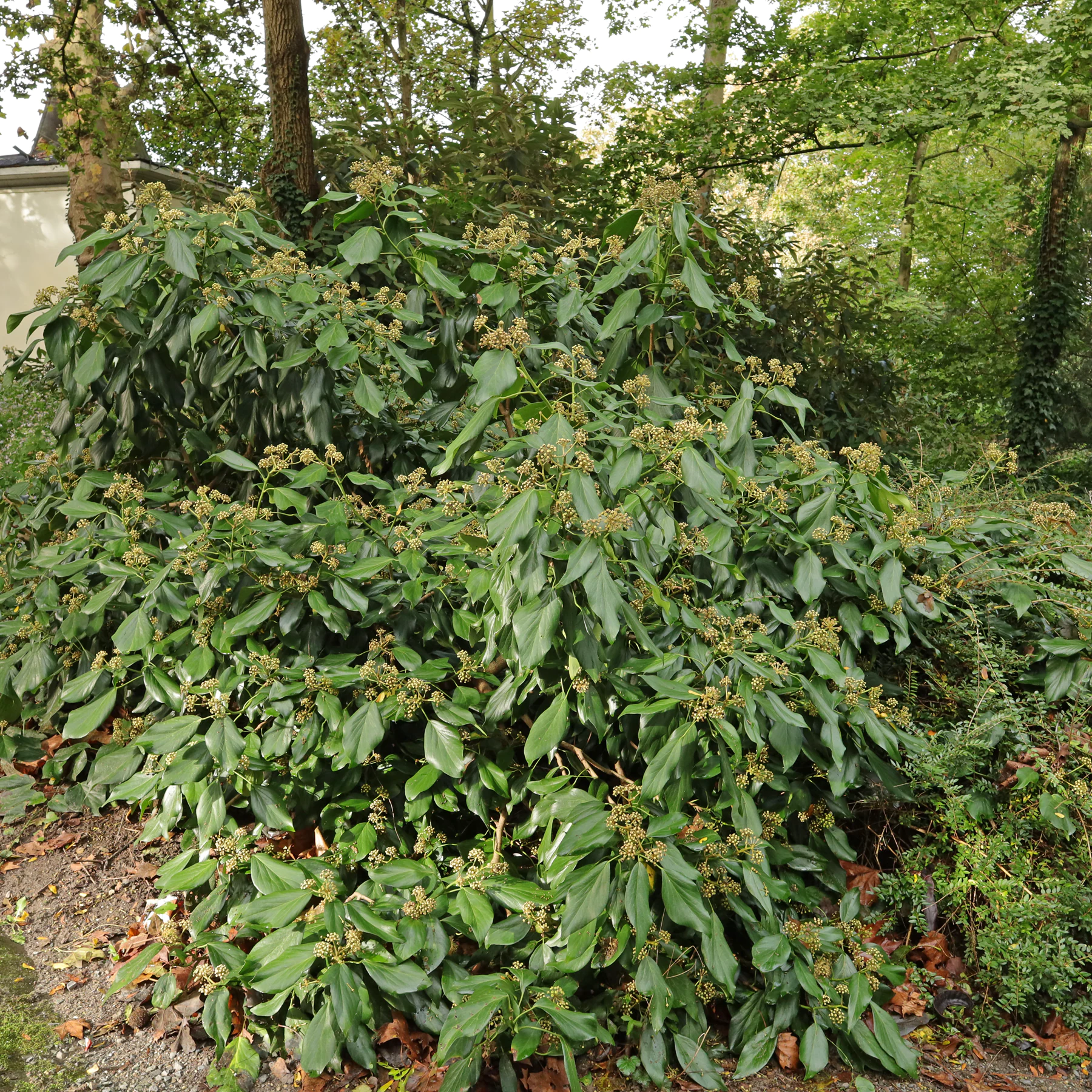 Kaukasischer Efeu Hedera colchica Arborescens