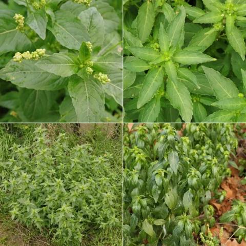 Mercurialis annua Bingelkraut