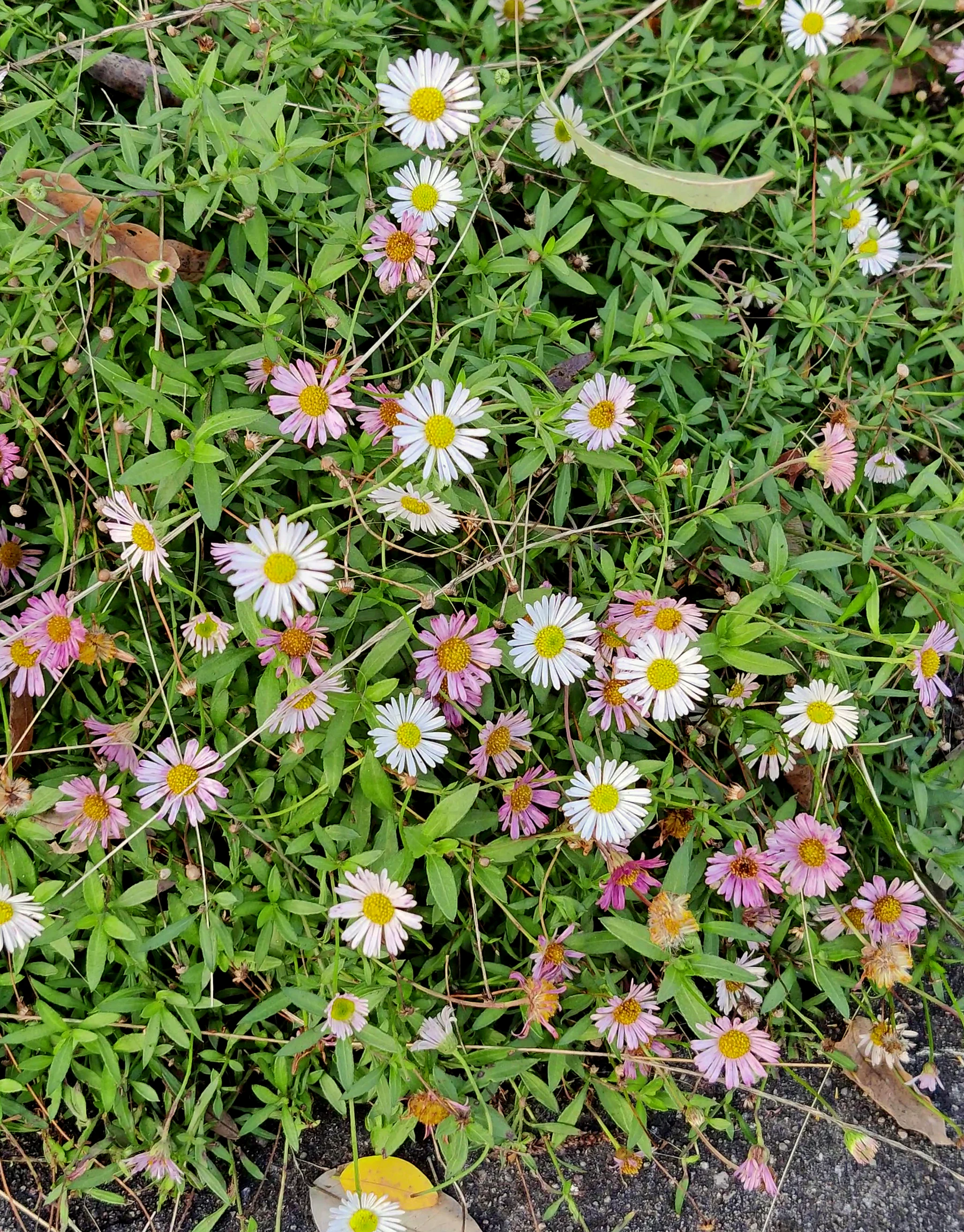 Mexikanisches Berufkraut