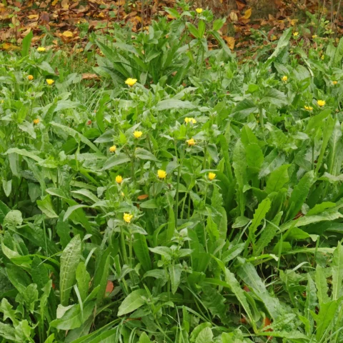 Natternkopf Bitterkraut