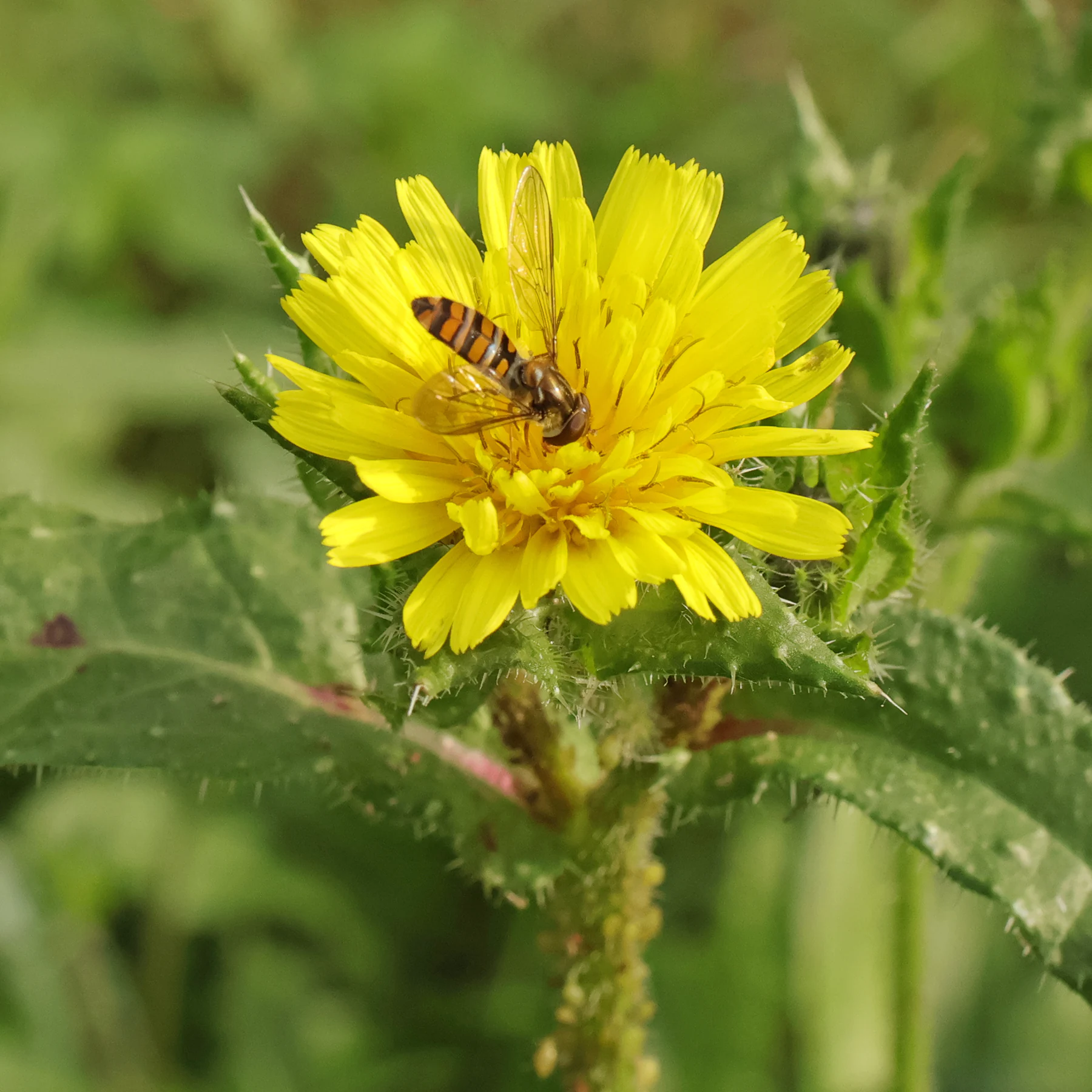Schwebfliege bestäubt Natternkopf Bitterkraut