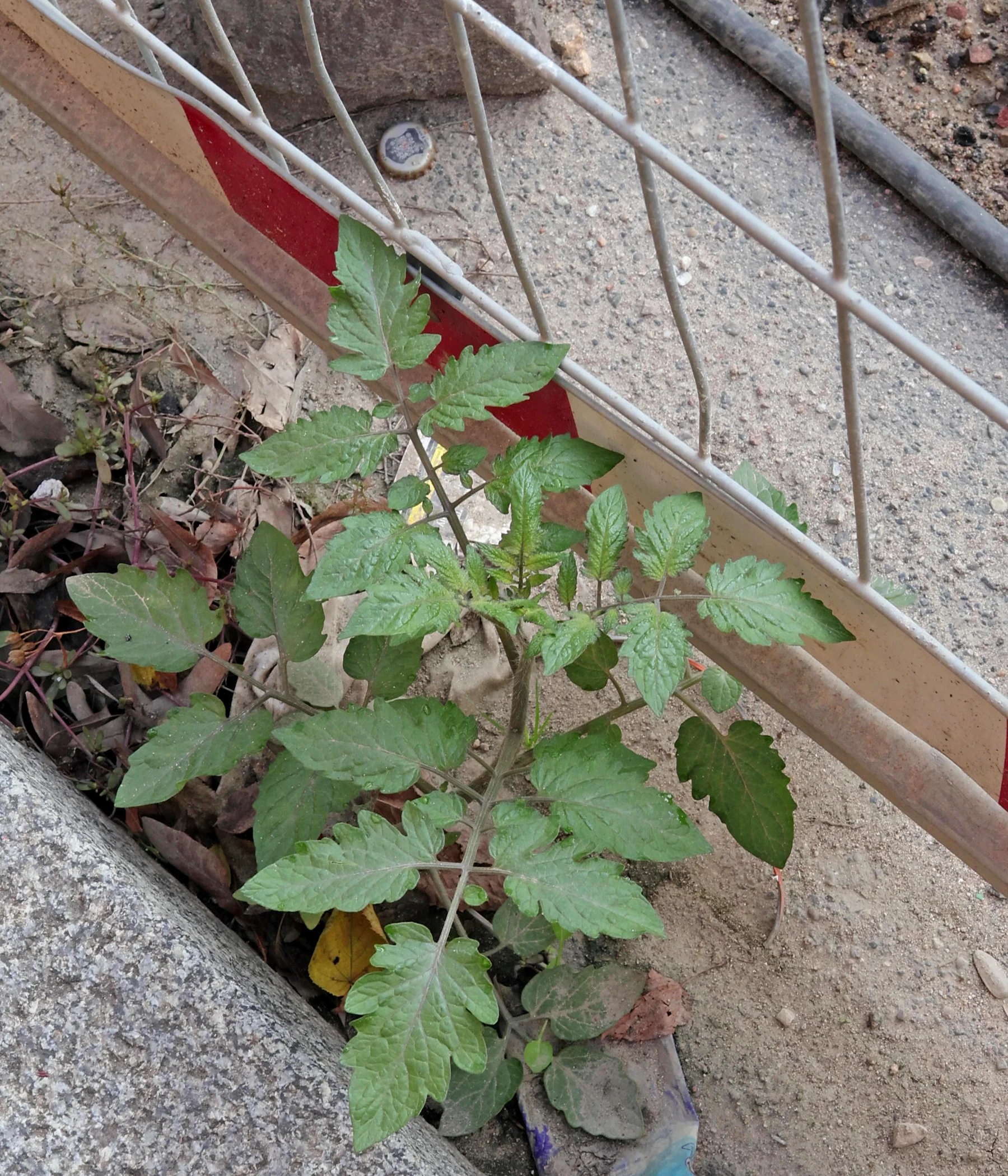 Tomatenpflanze auf Baustelle