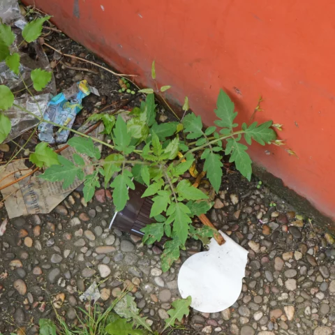 Tomatenpflanze vor Hauswand