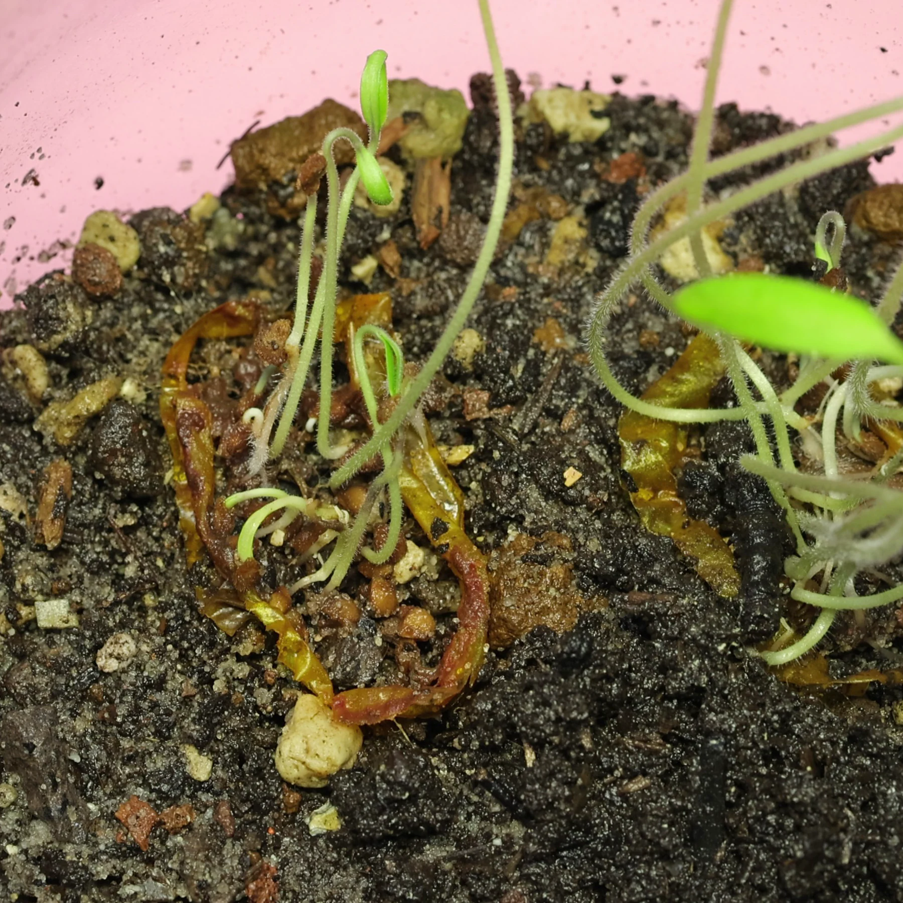 verschimmelte Tomaten keimen